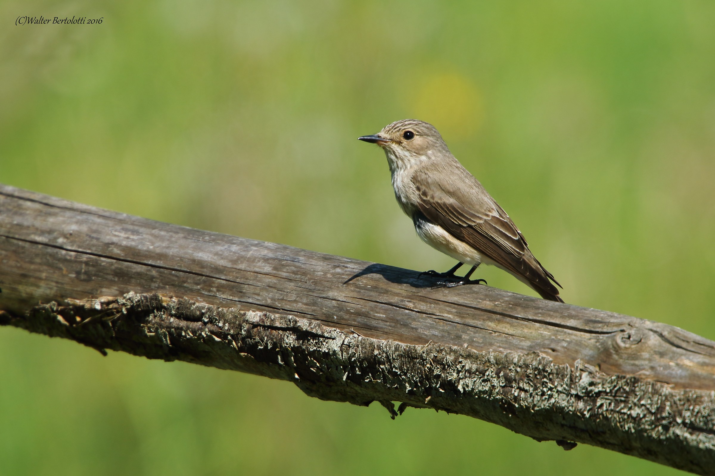 pigliamosche (muscicapa striata)