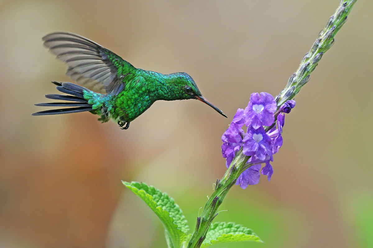 He is grappling with nectar "costa rica"