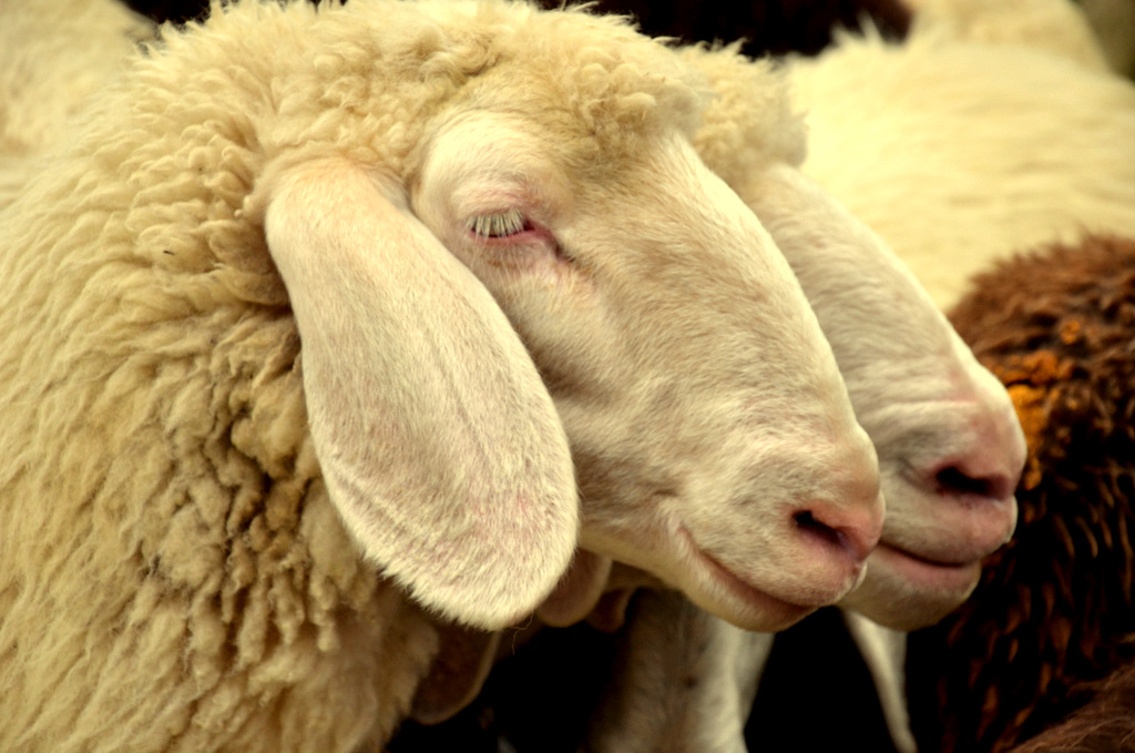 Val Senales ... returning from transhumance.