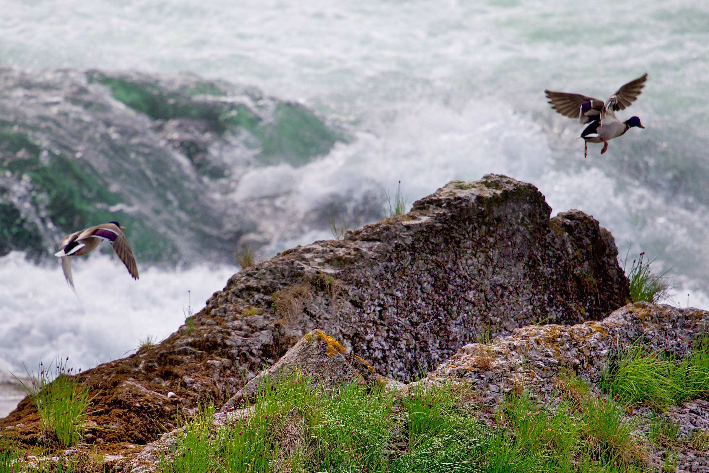 Mallards in flight over the falls