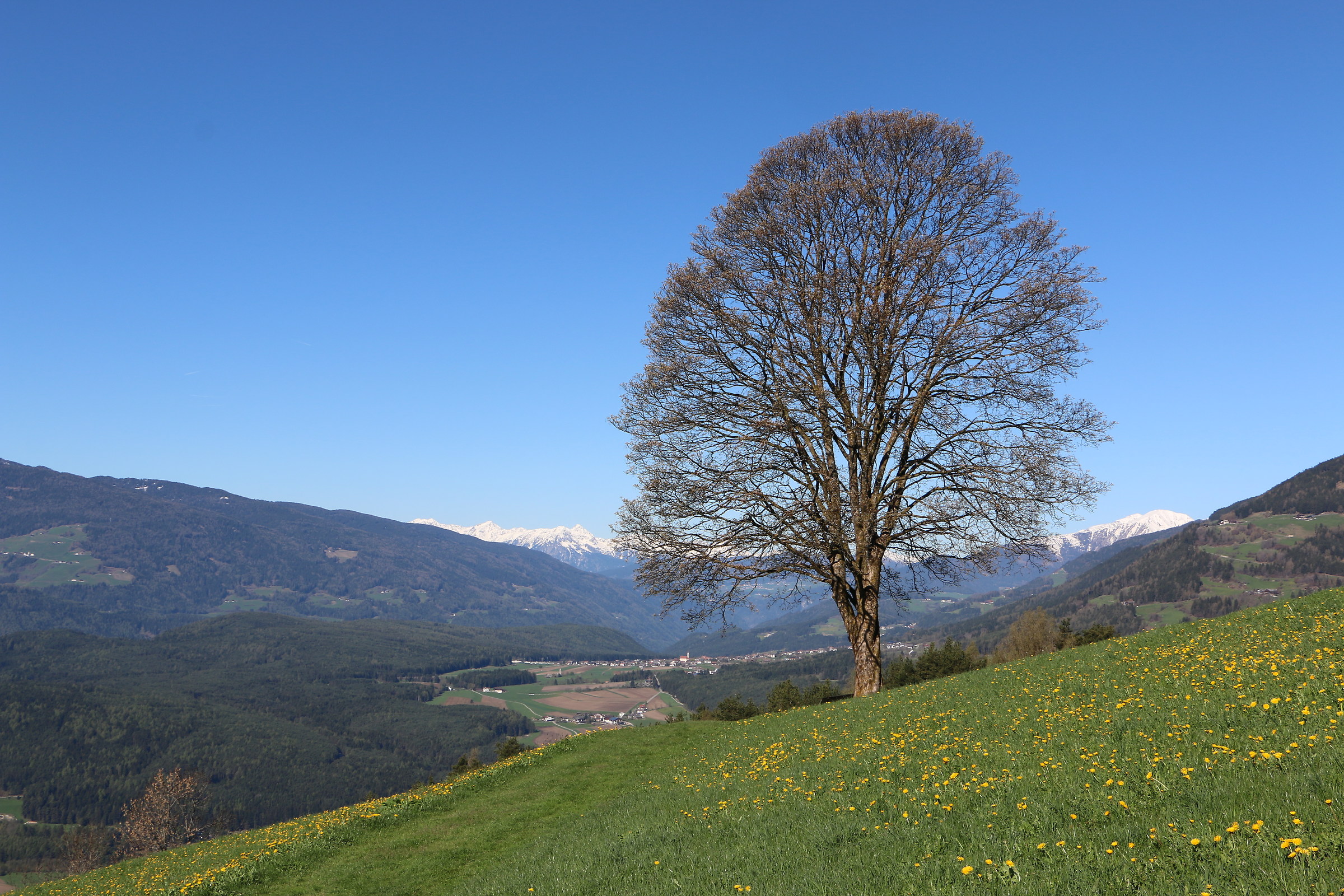 L'albero di Werner visto con i miei occhi