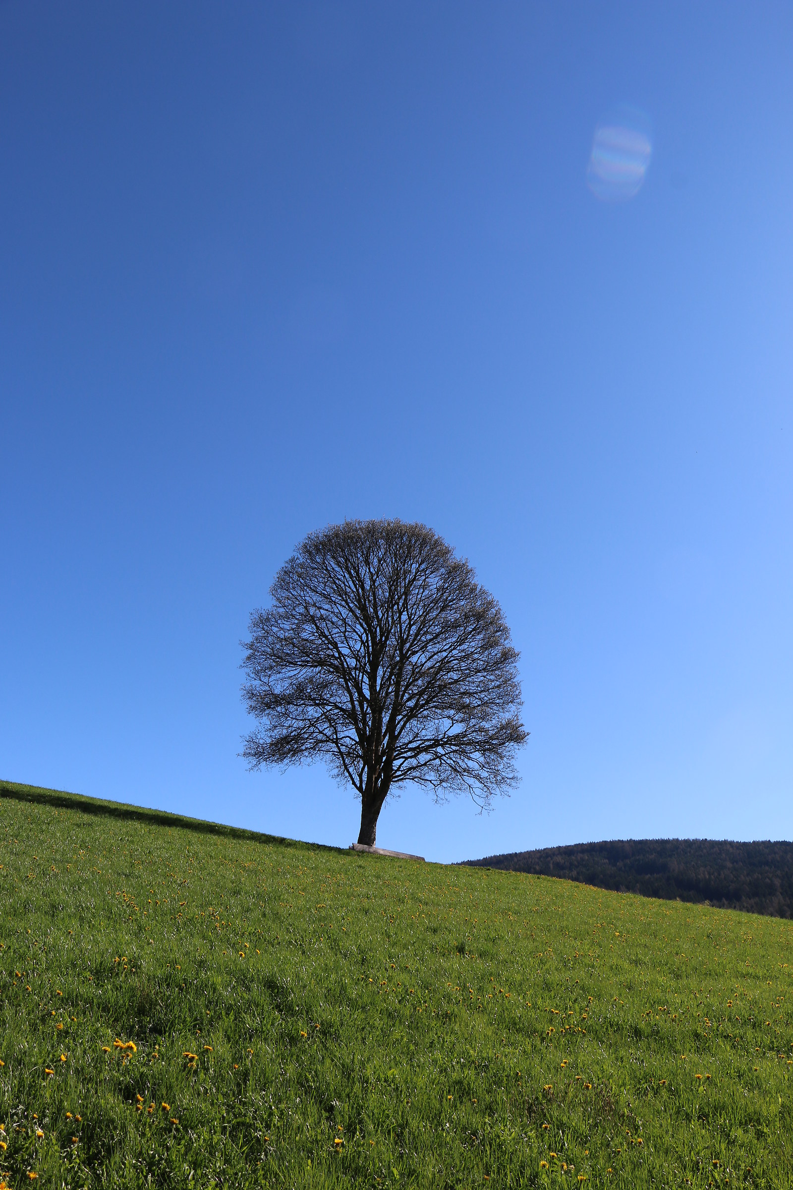 L'albero di tutti......