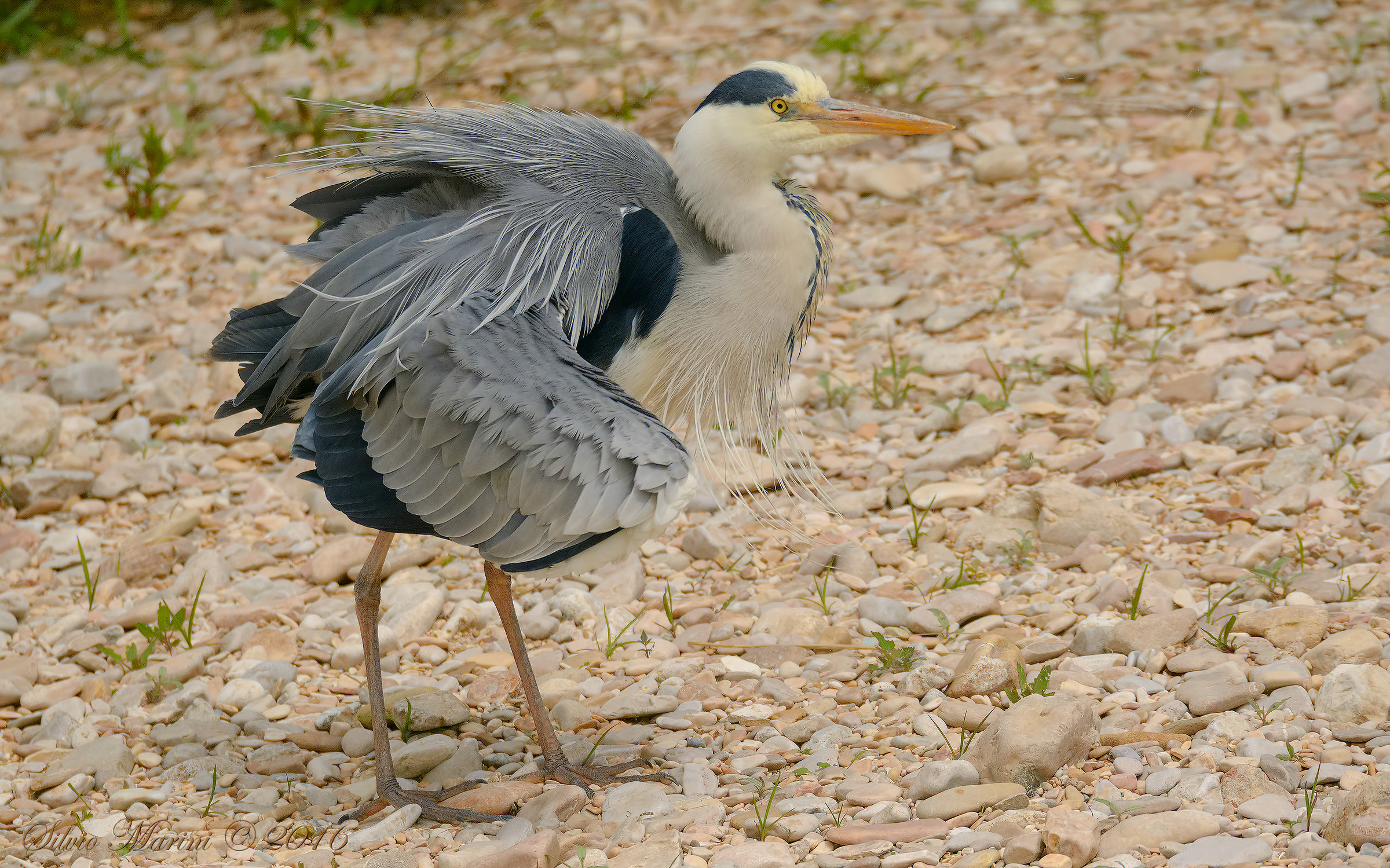 Airone cenerini (Ardea cinirea)