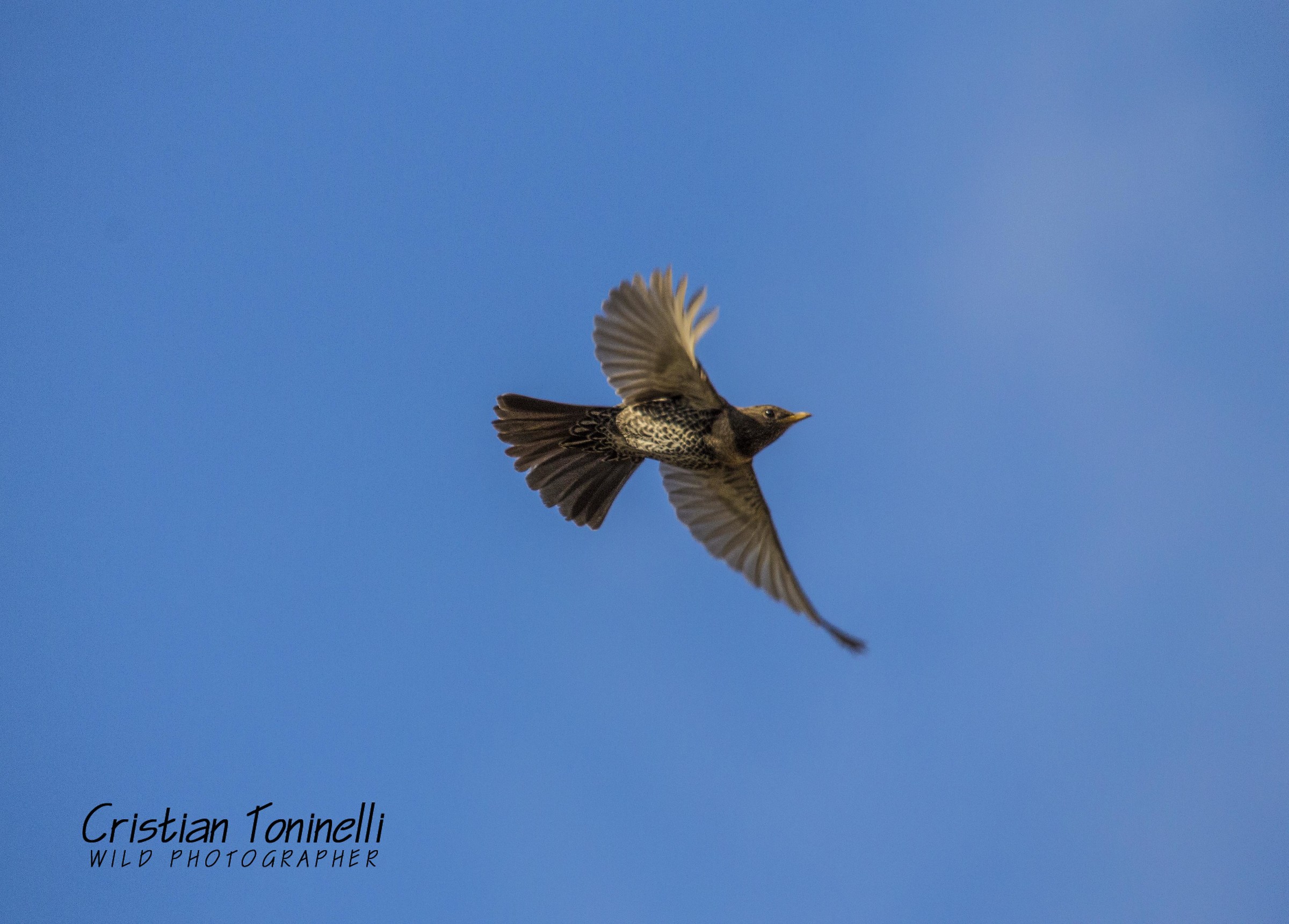 Merlo dal collare femmina