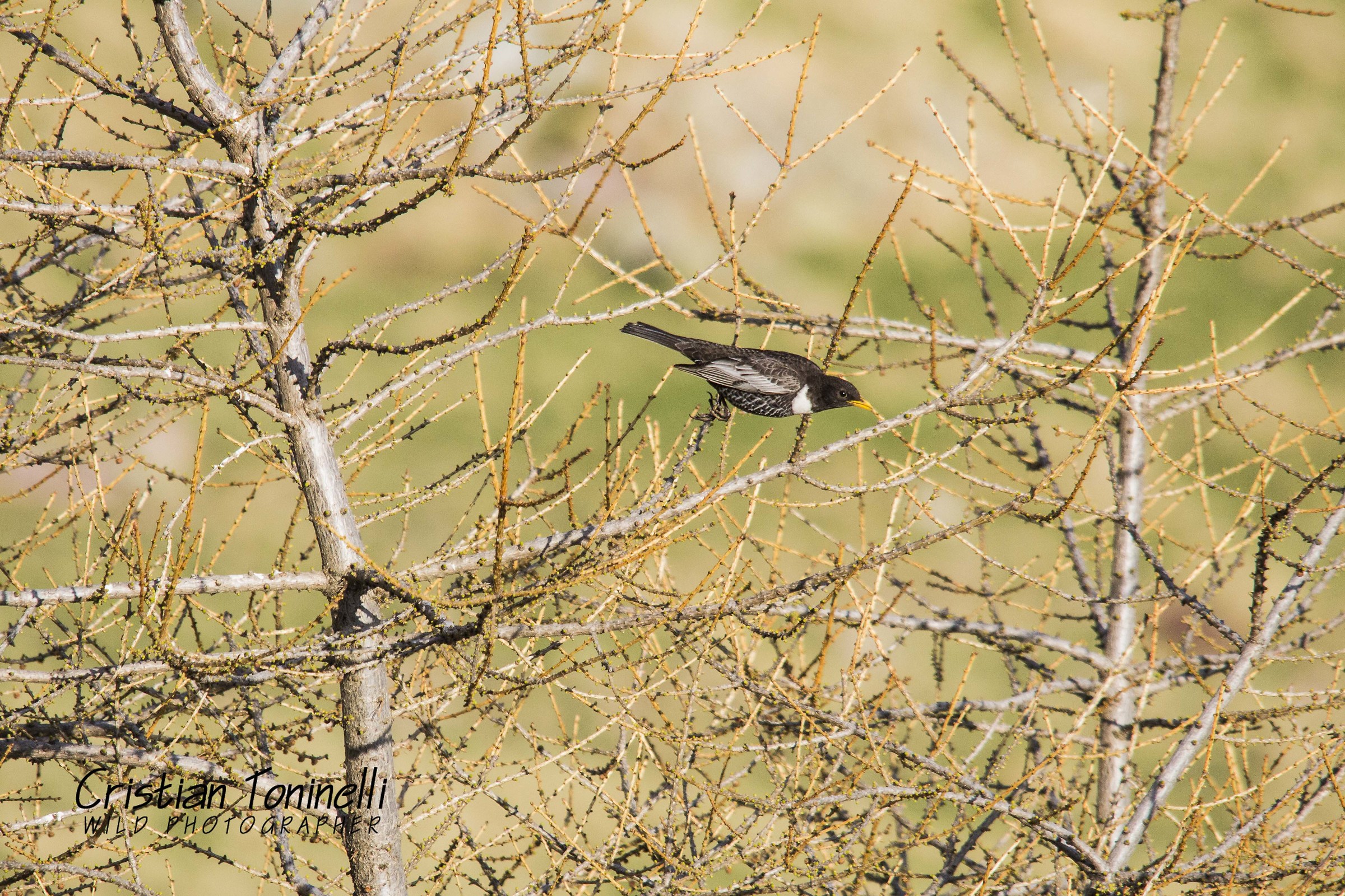 Merlo dal collare maschio
