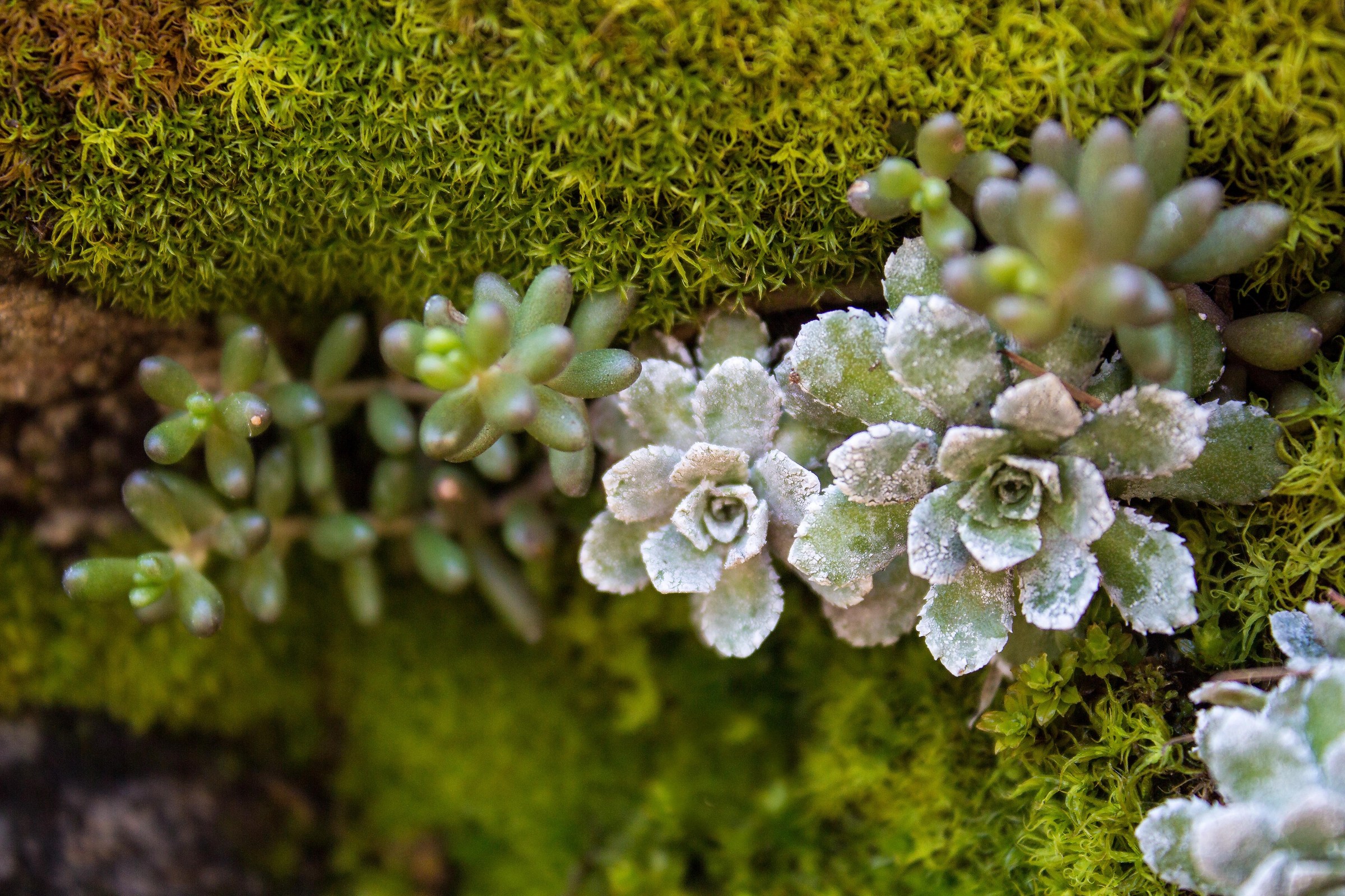 Micro mondo nel sottobosco