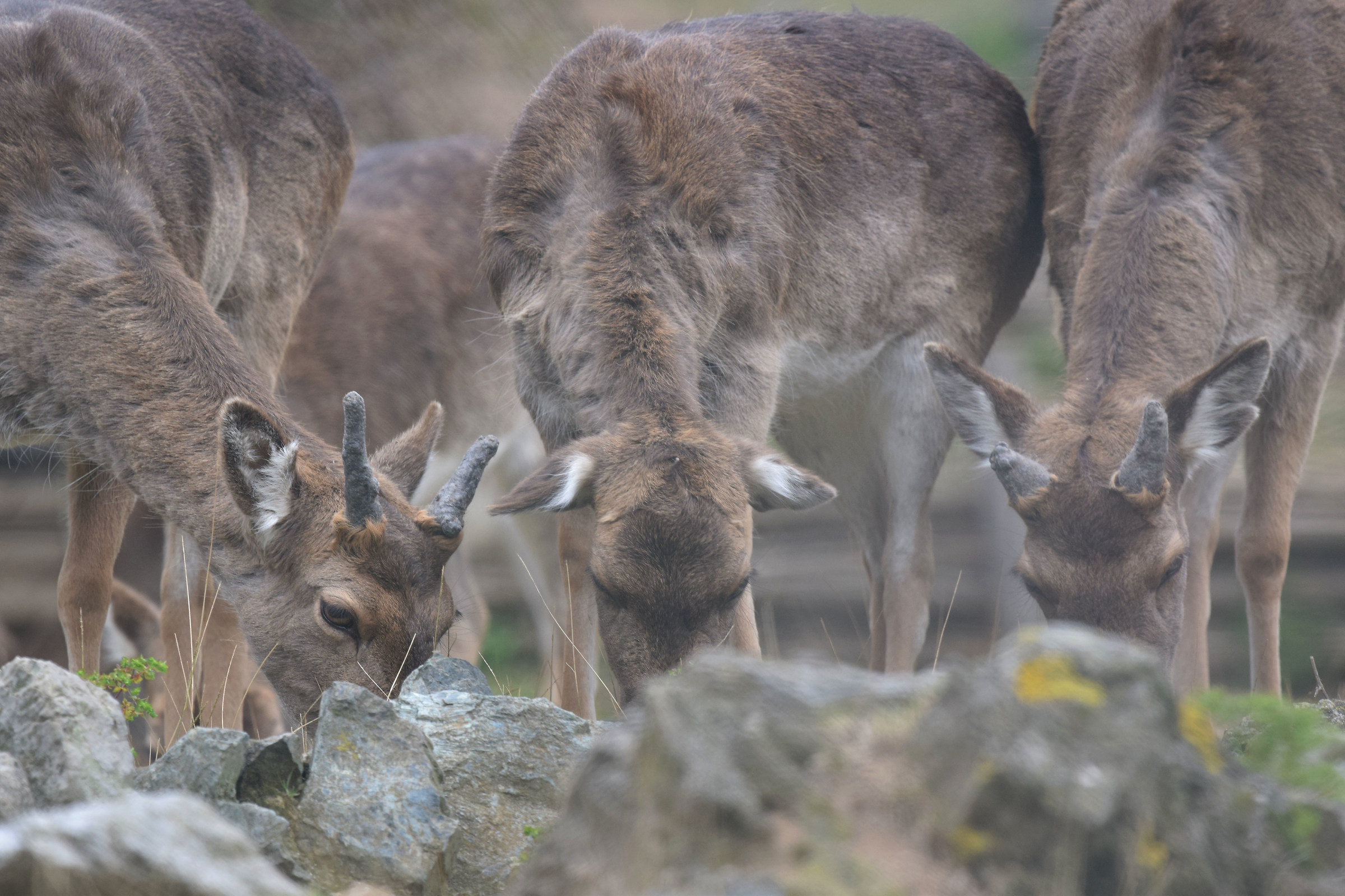 Cerbiatti a Voltri, Genova.