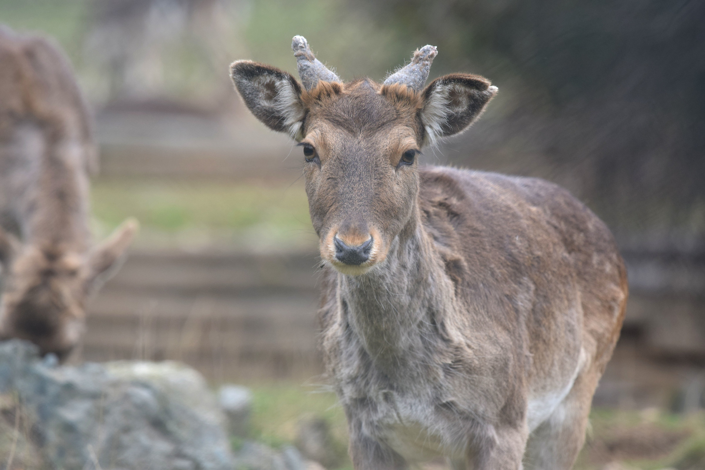 Cerbiatti a Voltri, Genova.