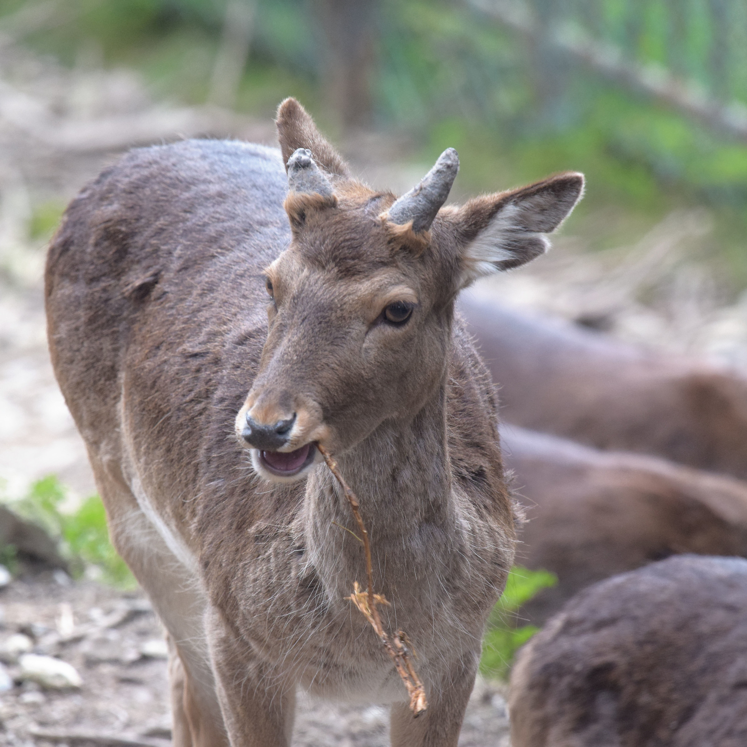 Cerbiatti a Voltri, Genova.