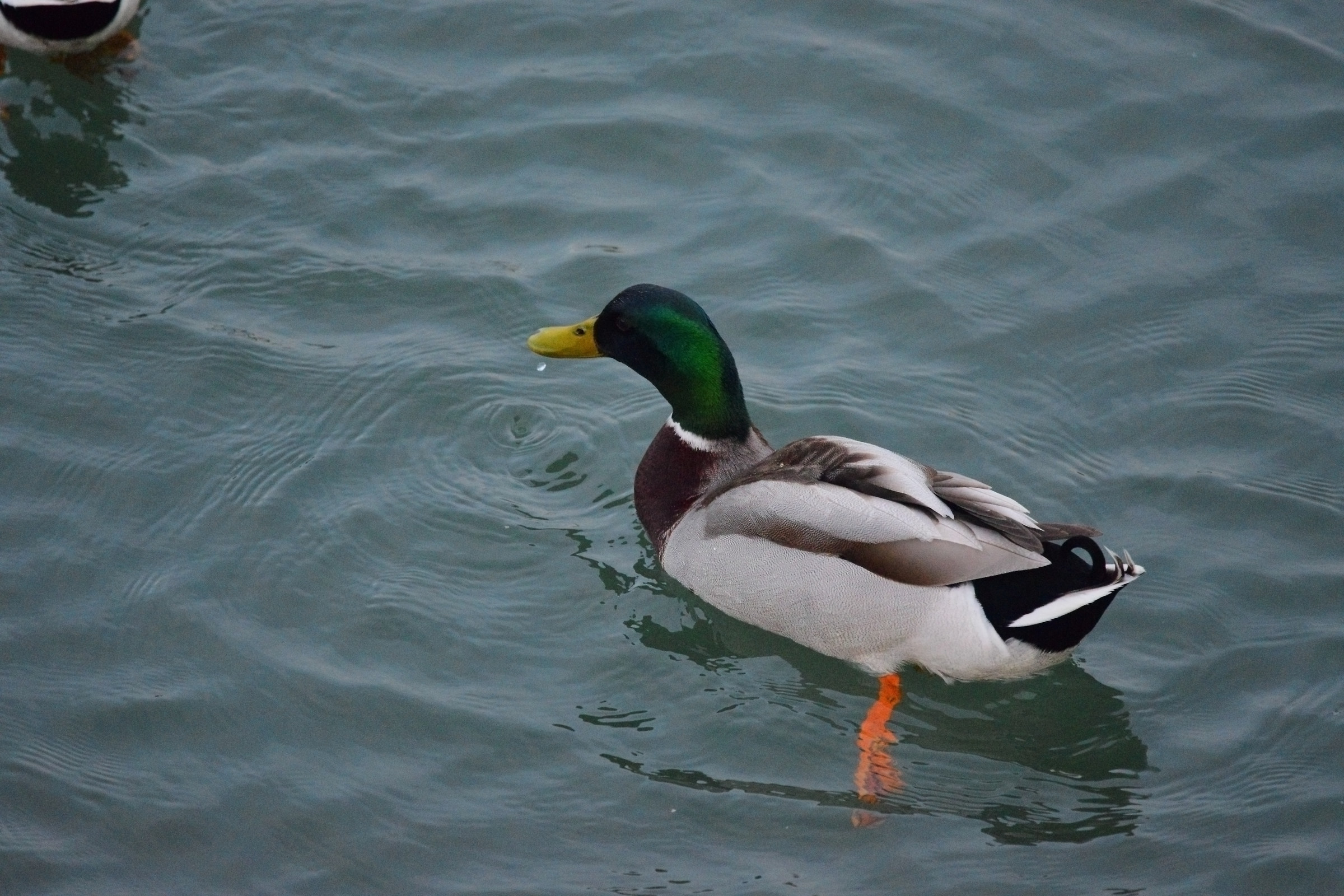 All'imbrunire nel Canale di Prà, Genova
