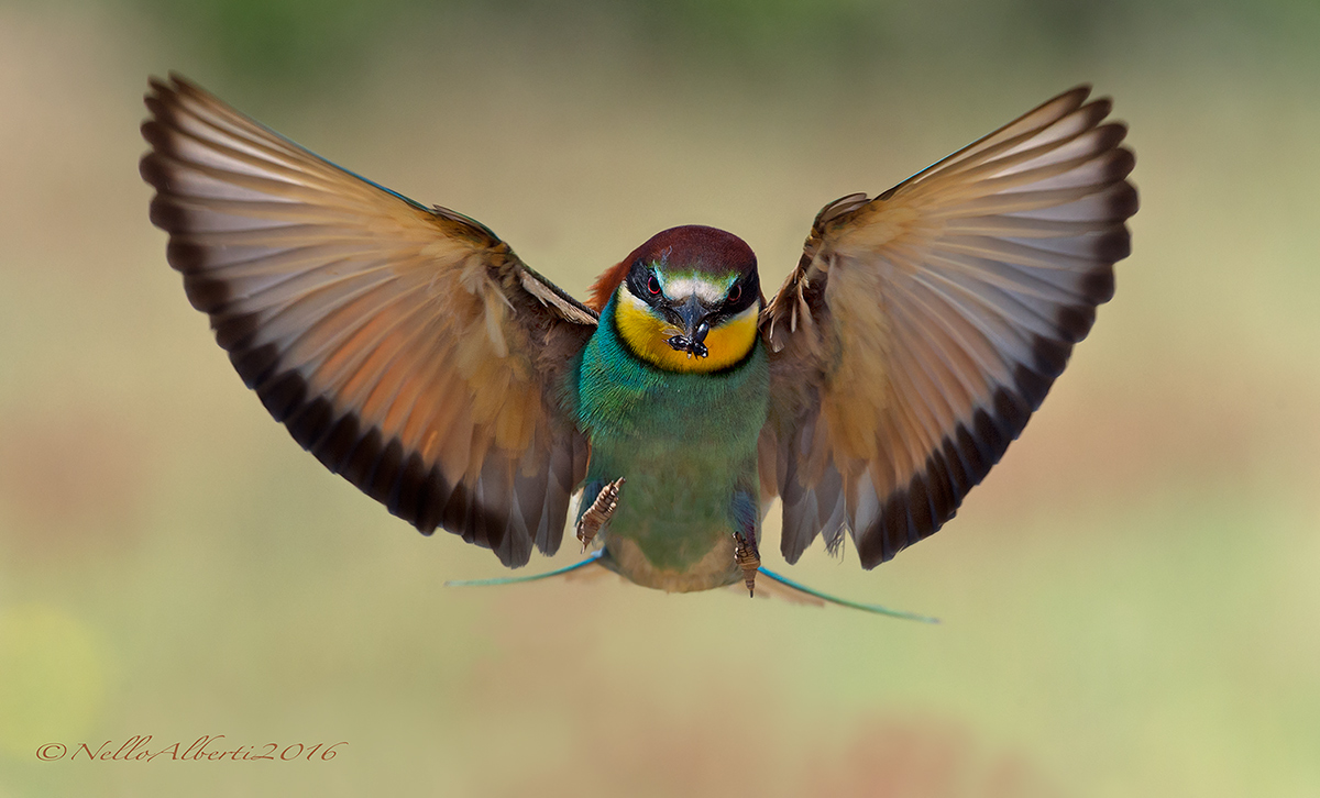 Gruccione in Arrivo 2016