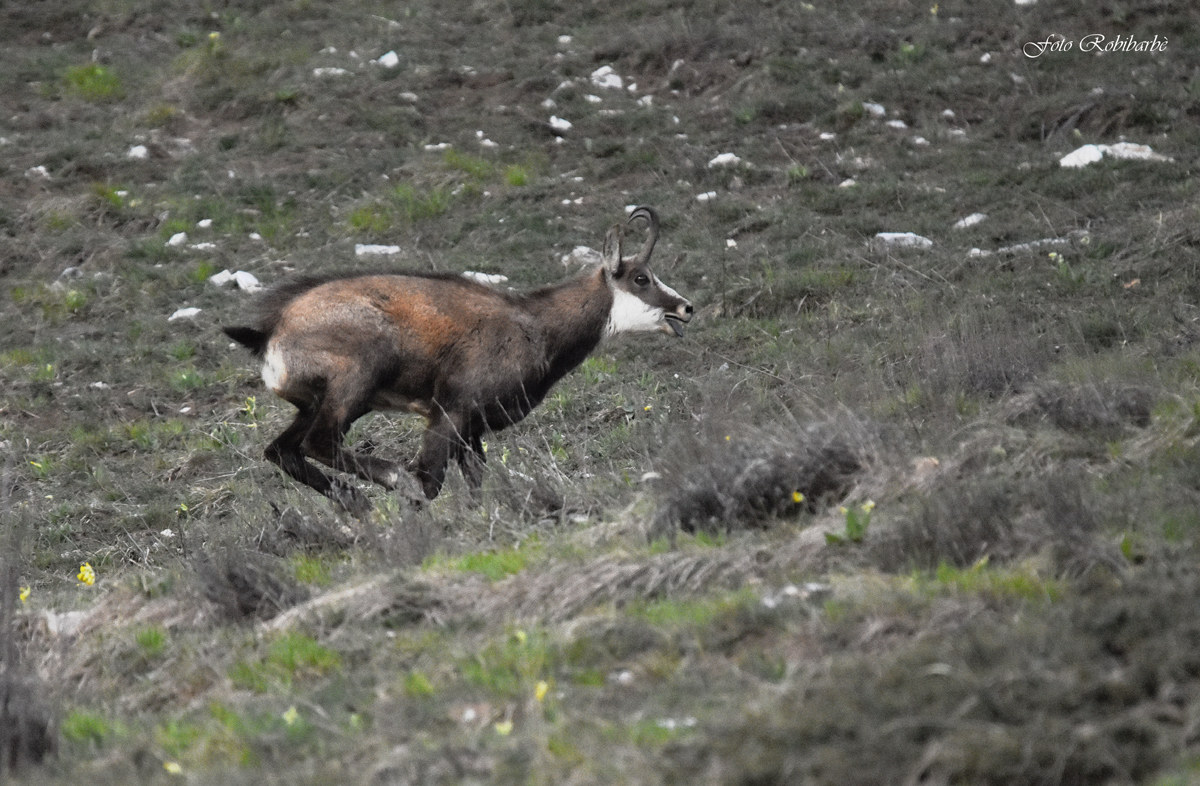 Camoscio, in corsa...
