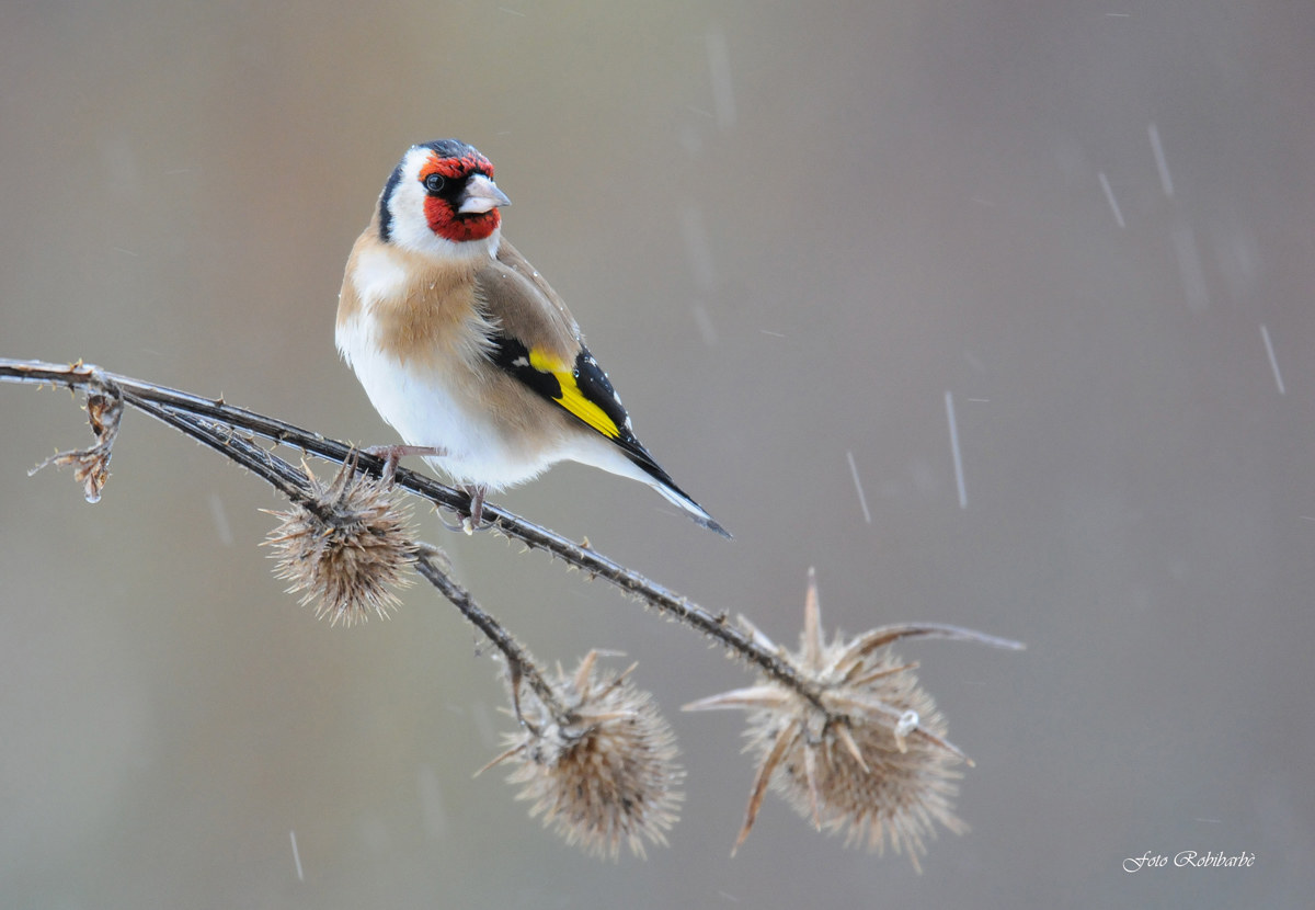 Goldfinch ... pouring rain ...