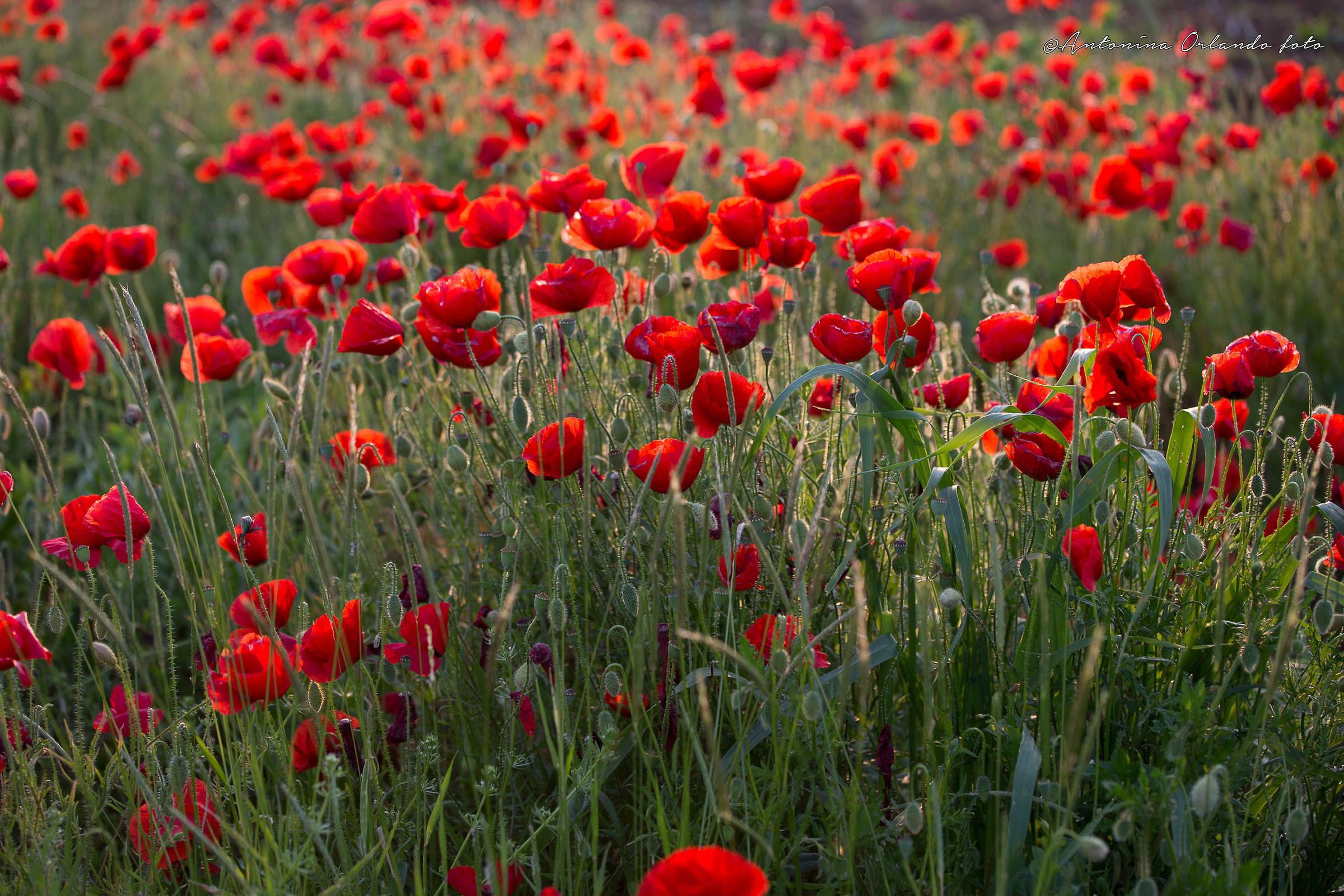 Papaveri al tramonto