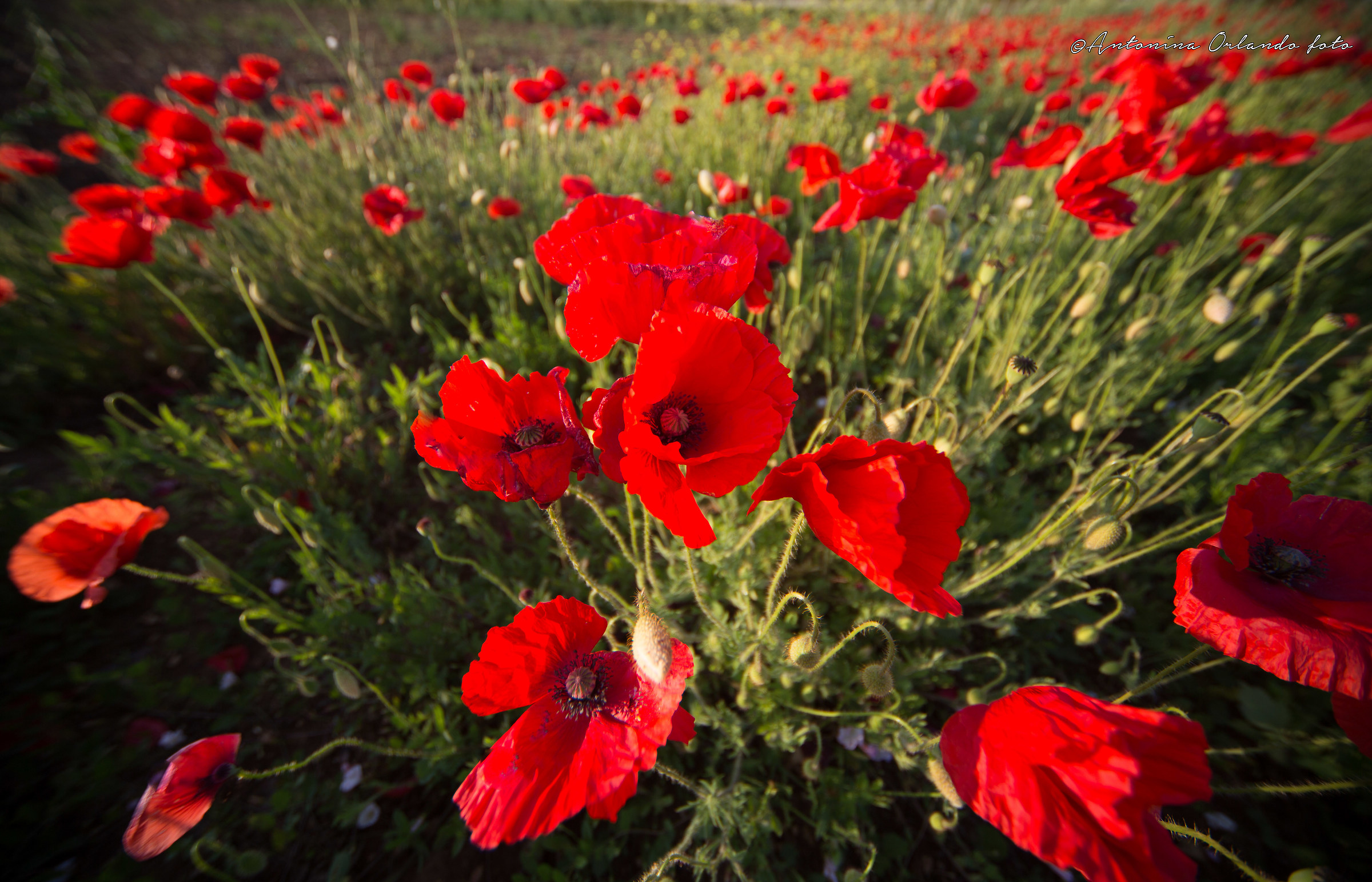 Papaveri al vento