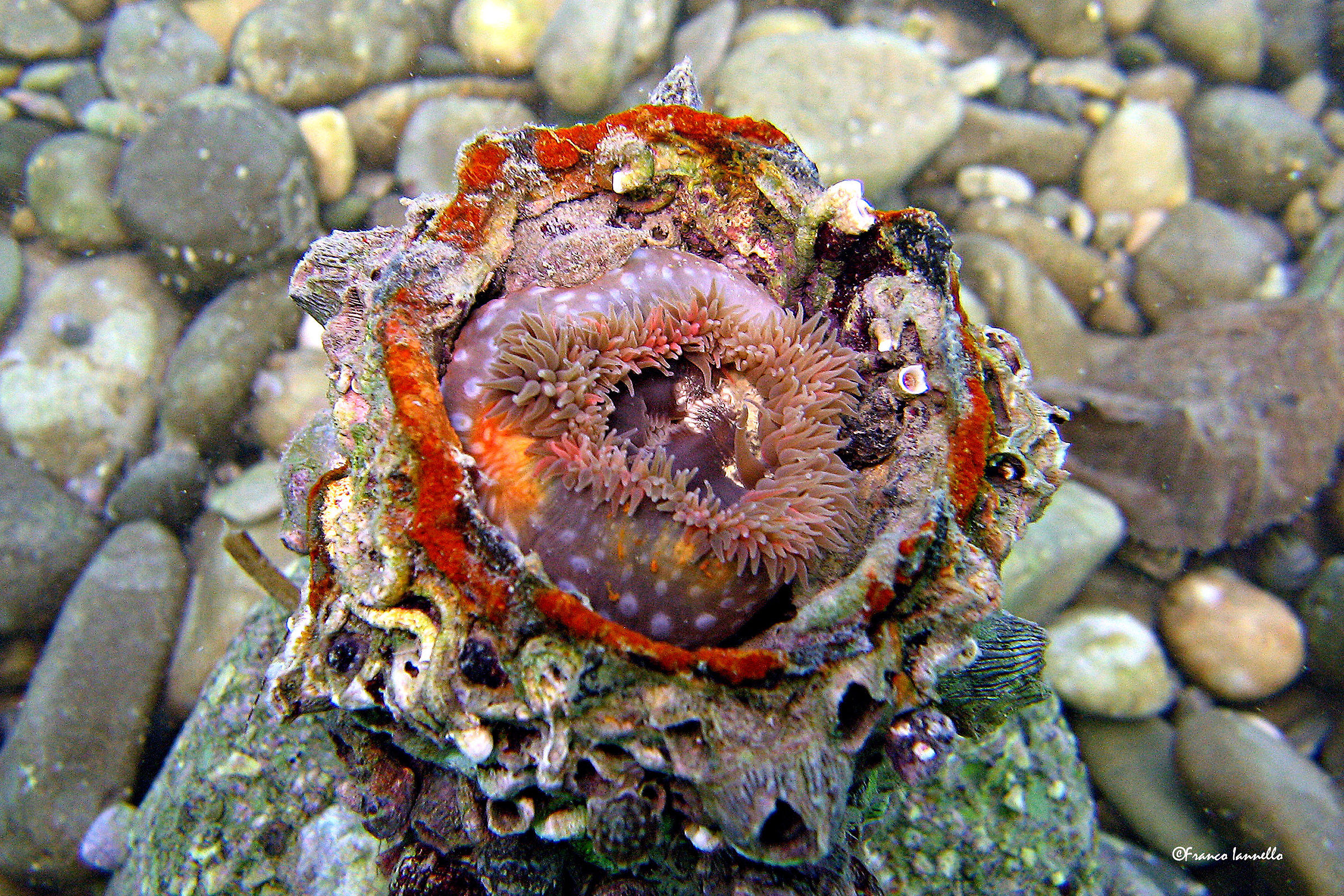 Piccolo Anemone