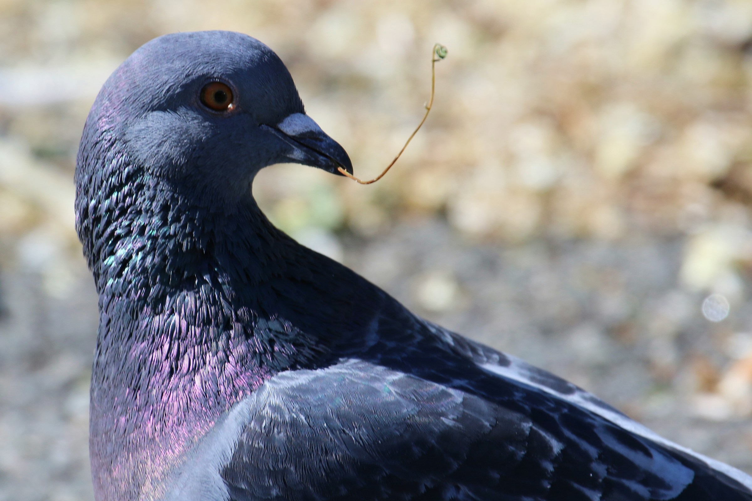 wild pigeon