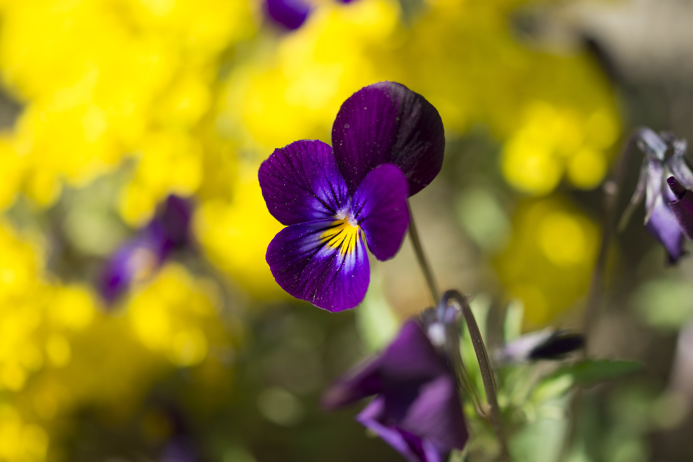 Viola tricolor L.