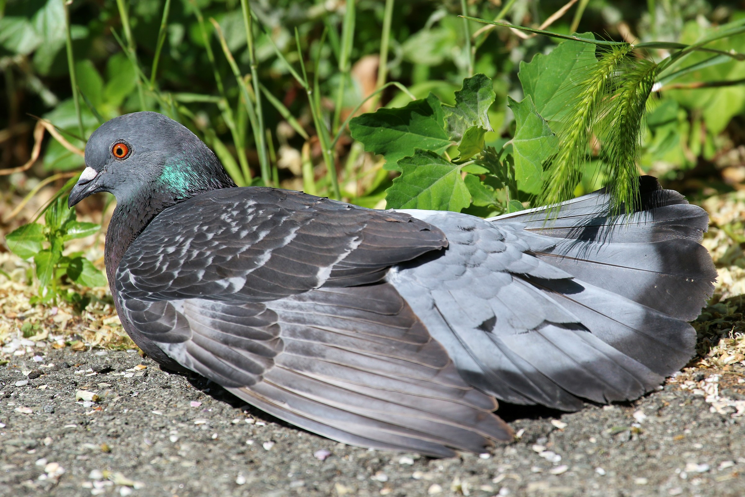 wild pigeon