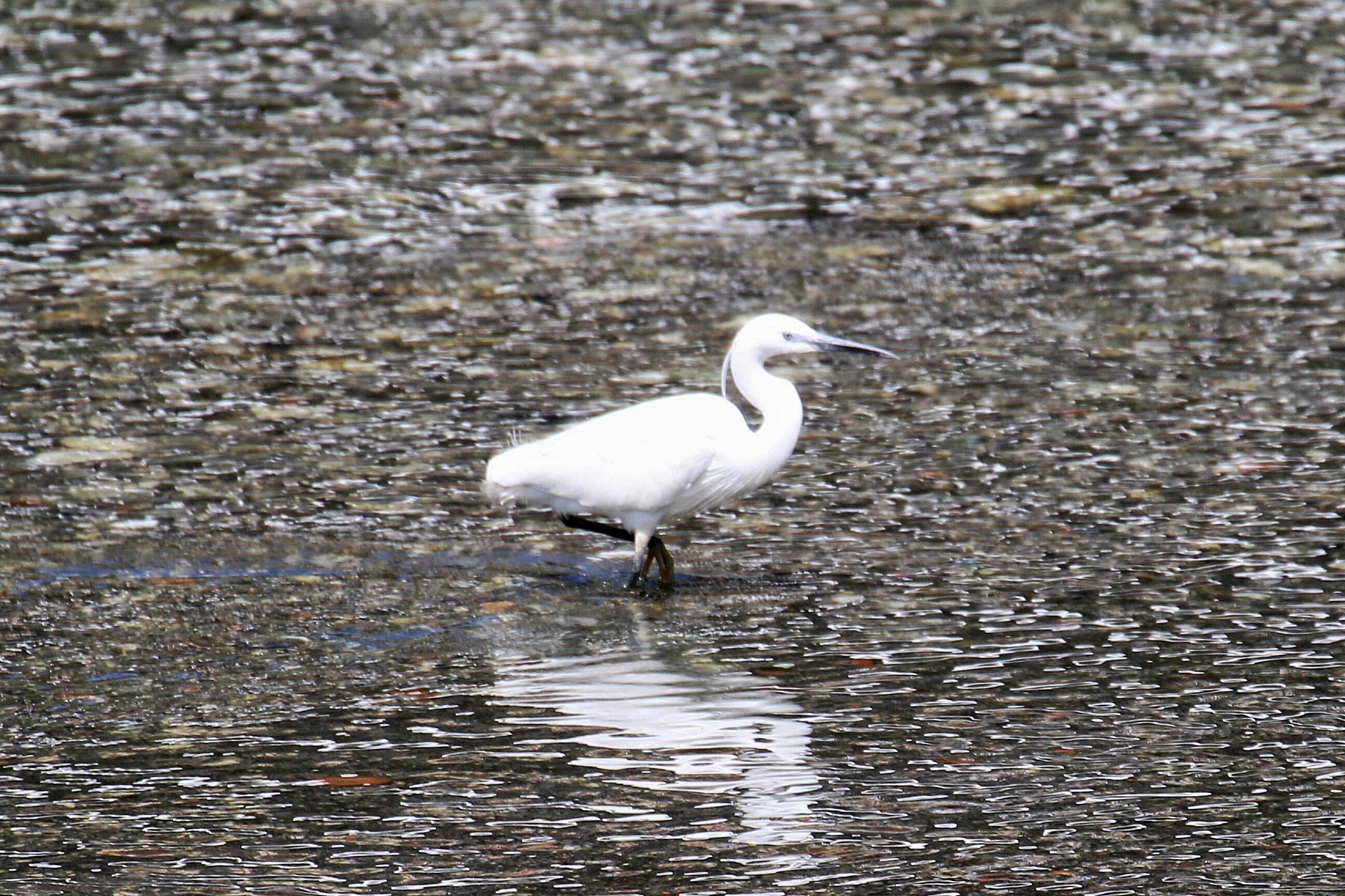 egret .... MOOLTO far
