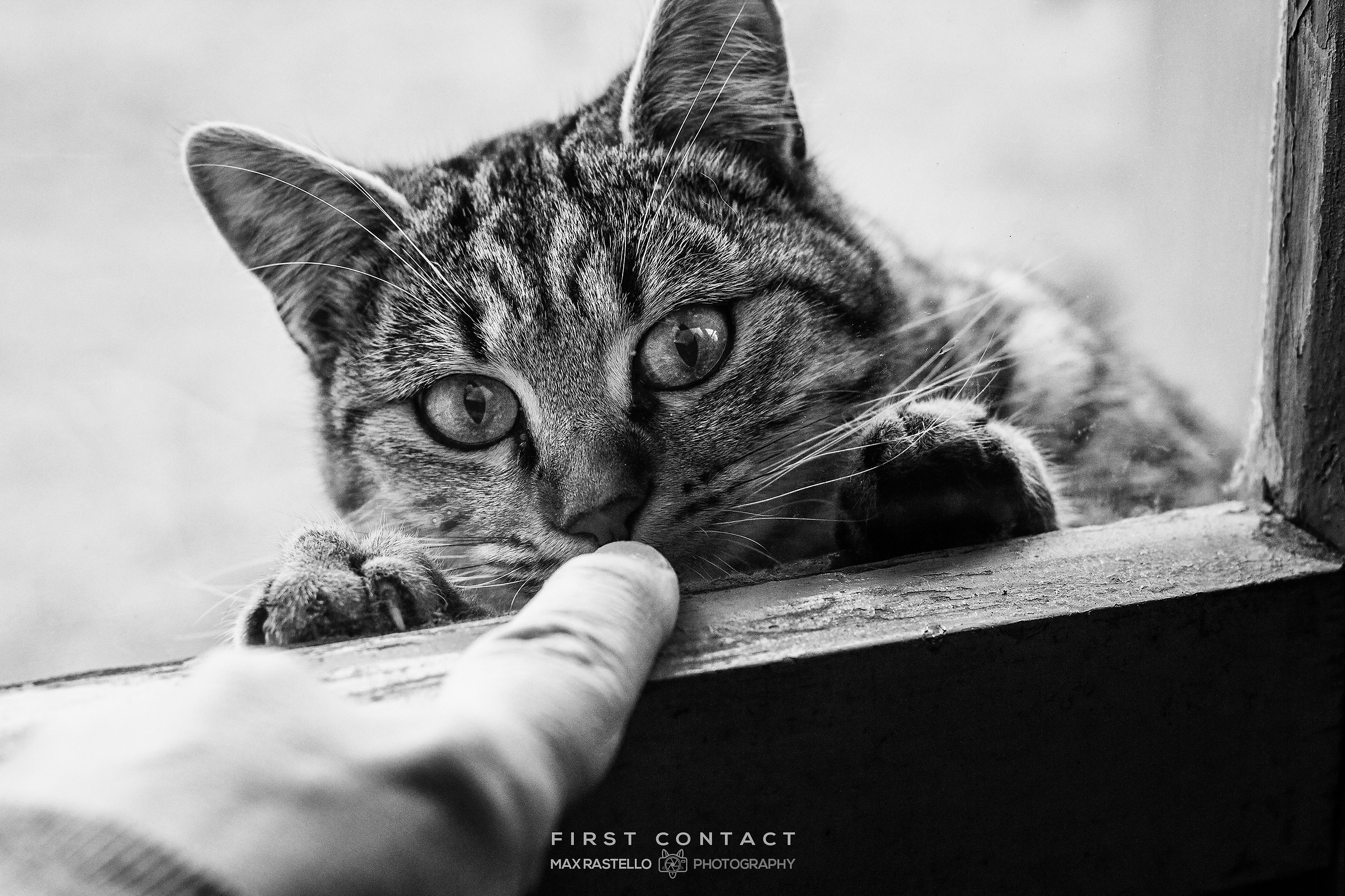 First Contact: Il Primo Contatto