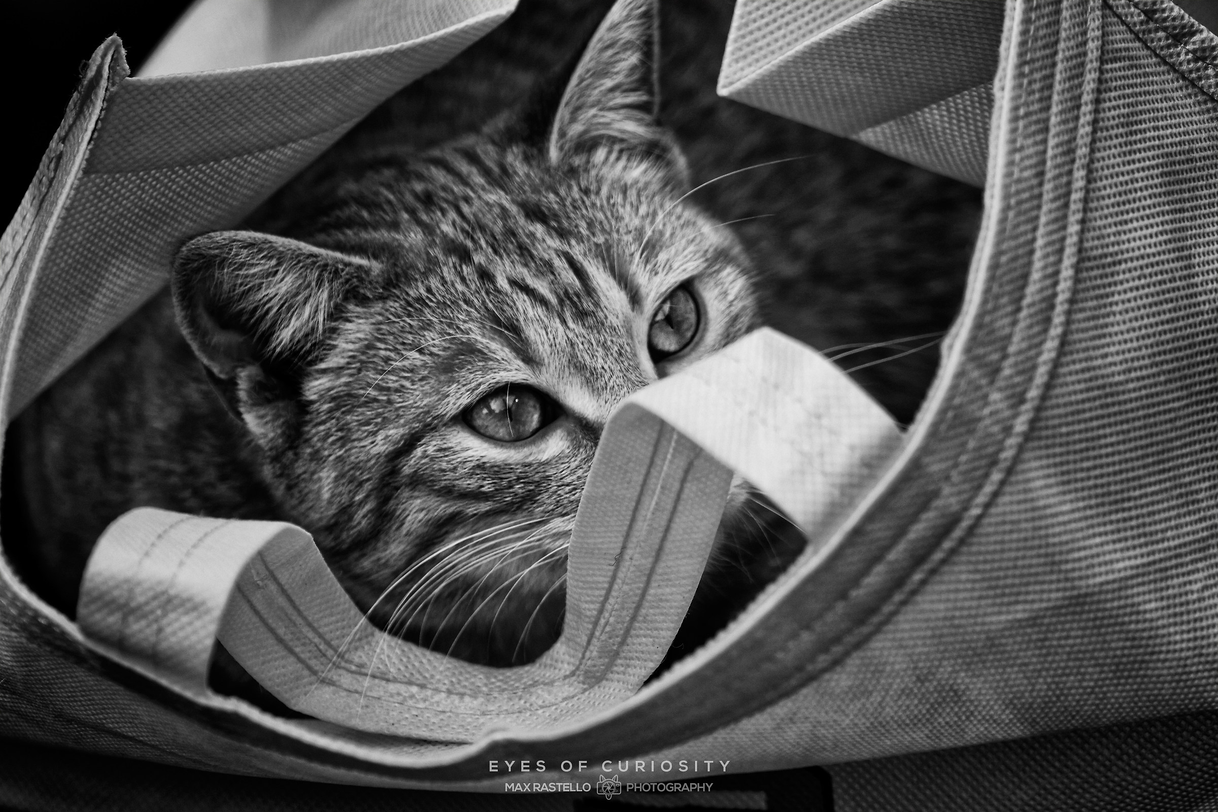 the eyes of curiosity