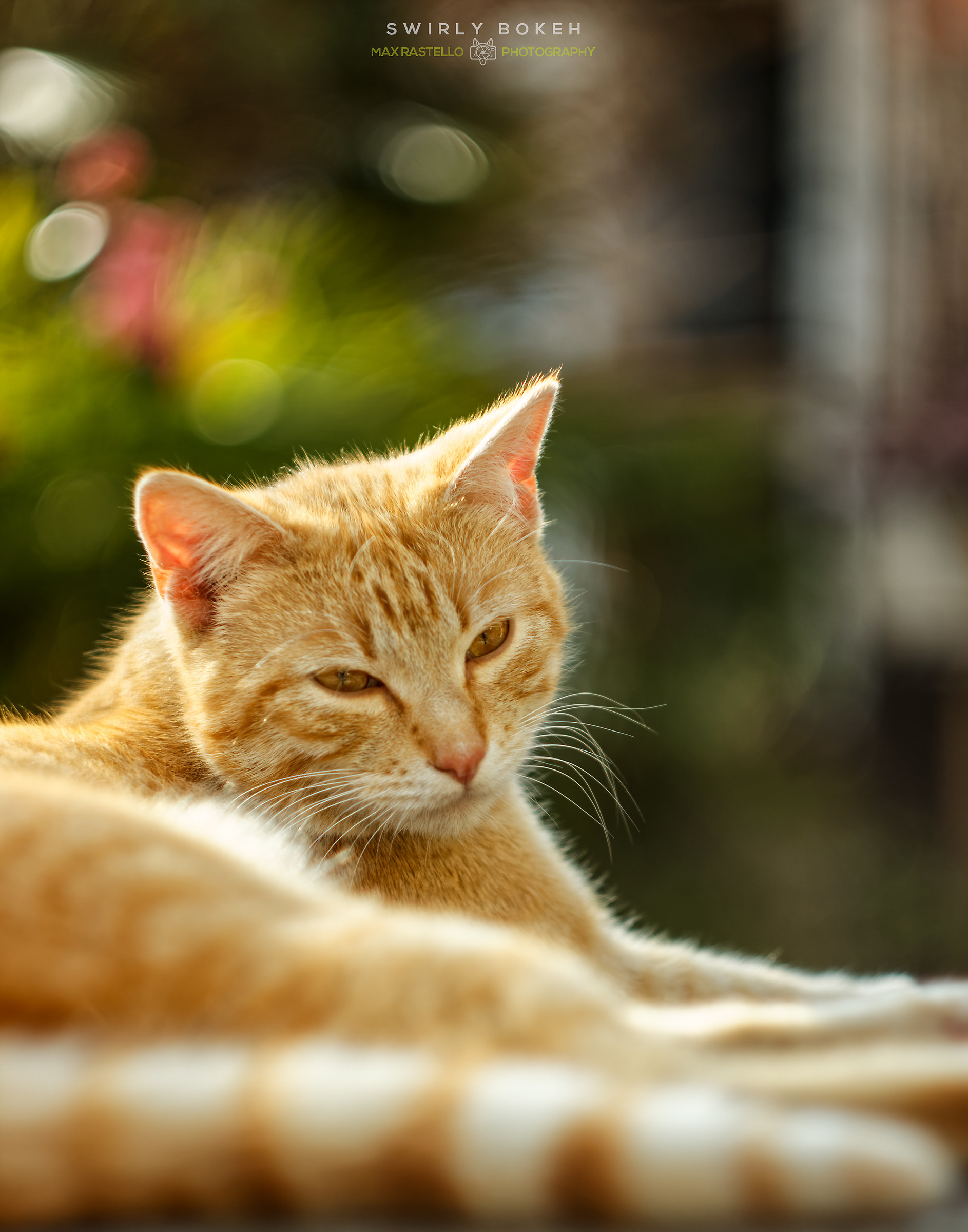 Charlie and Swirly bokeh