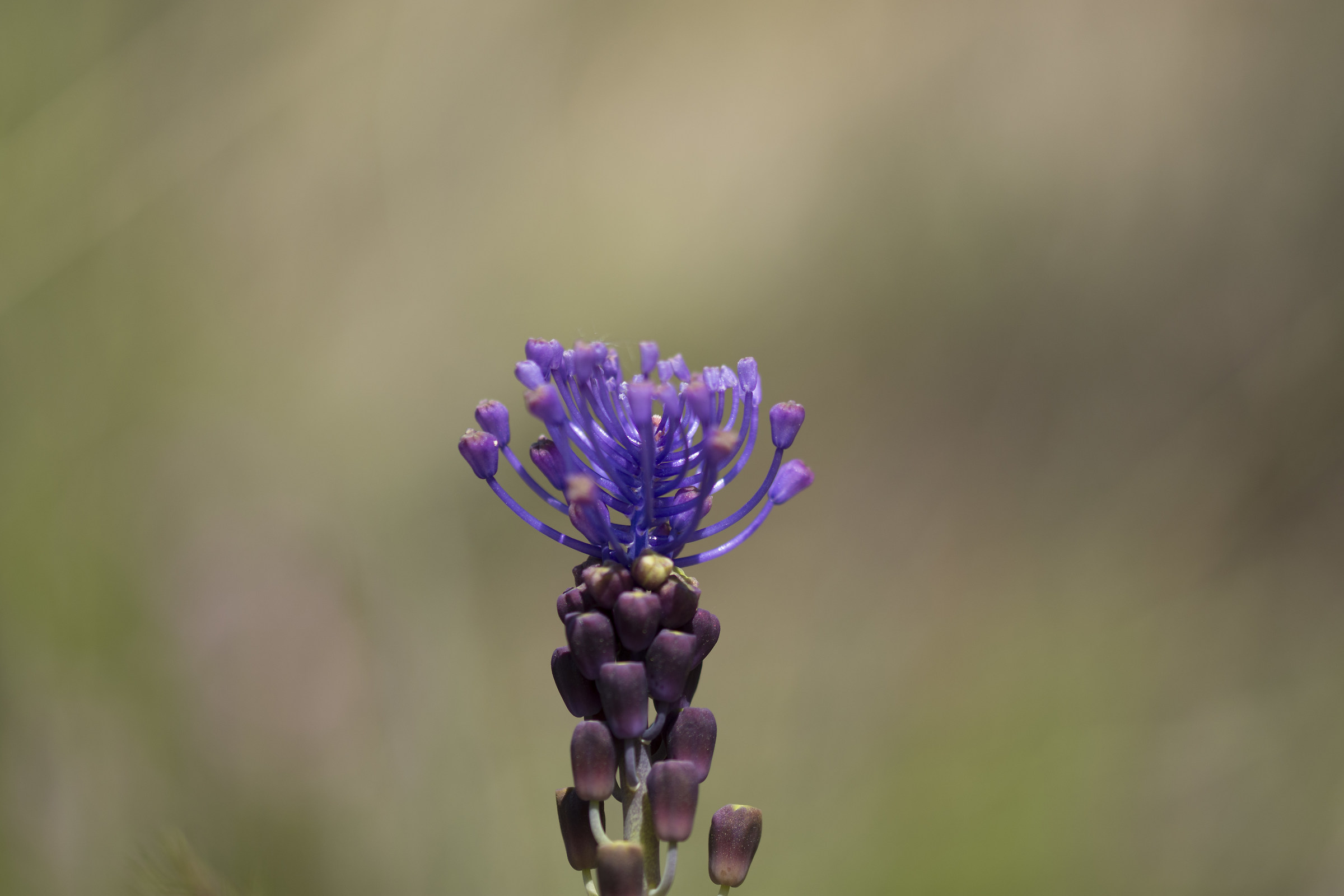 Grape hyacinth (Turk's cap lily)