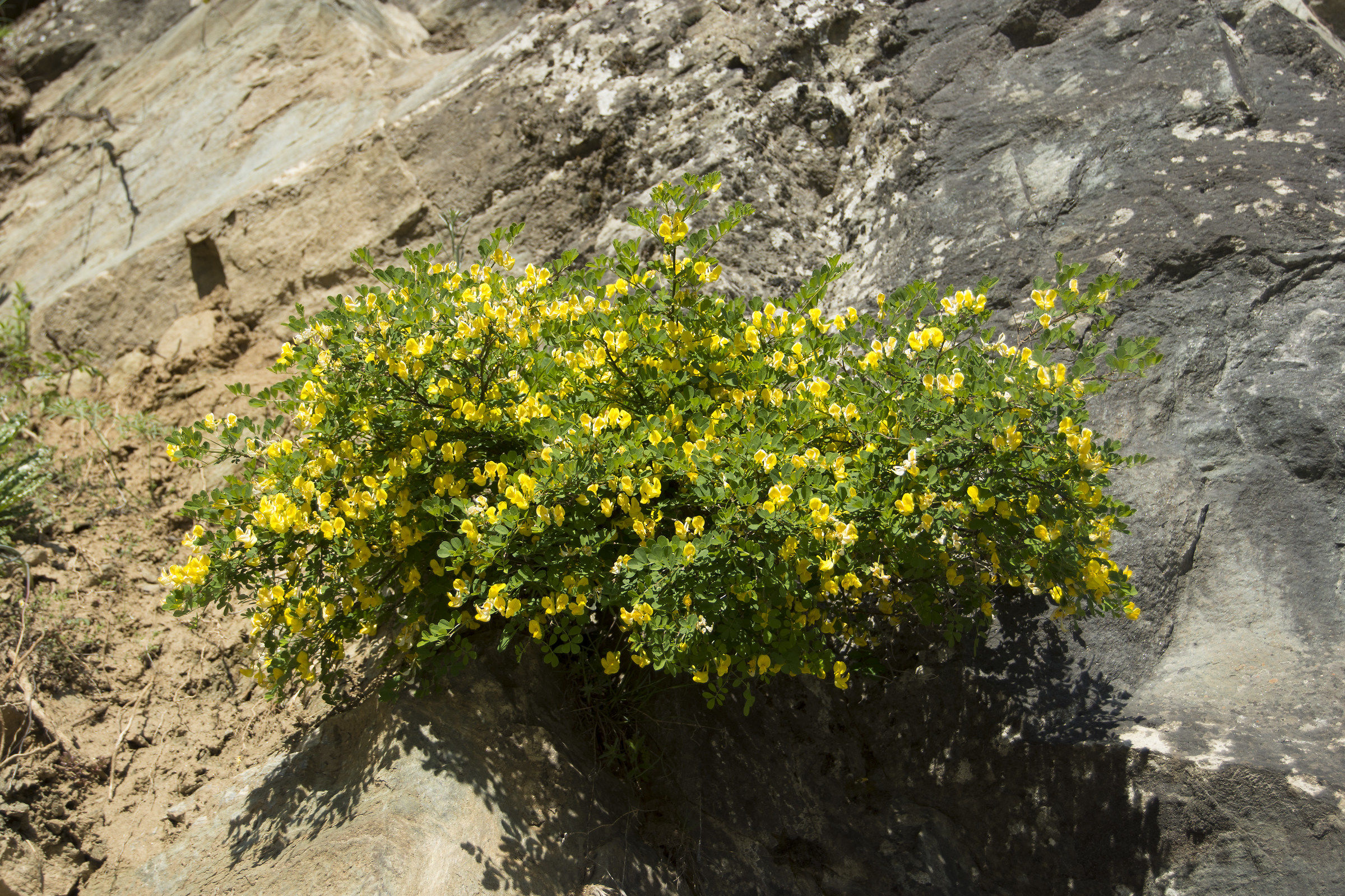 jewels among the rocks