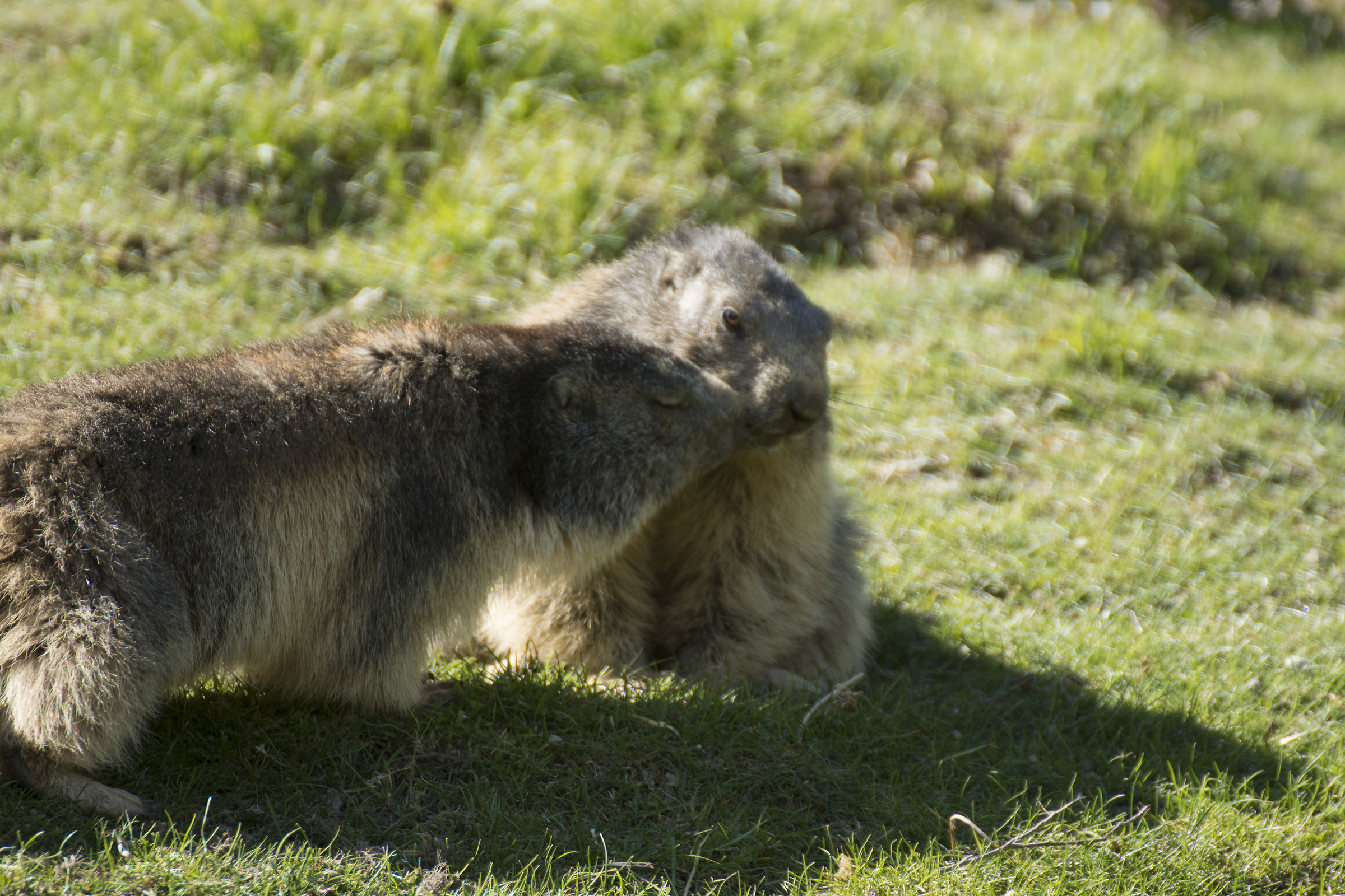 Baciami ... stupido!!