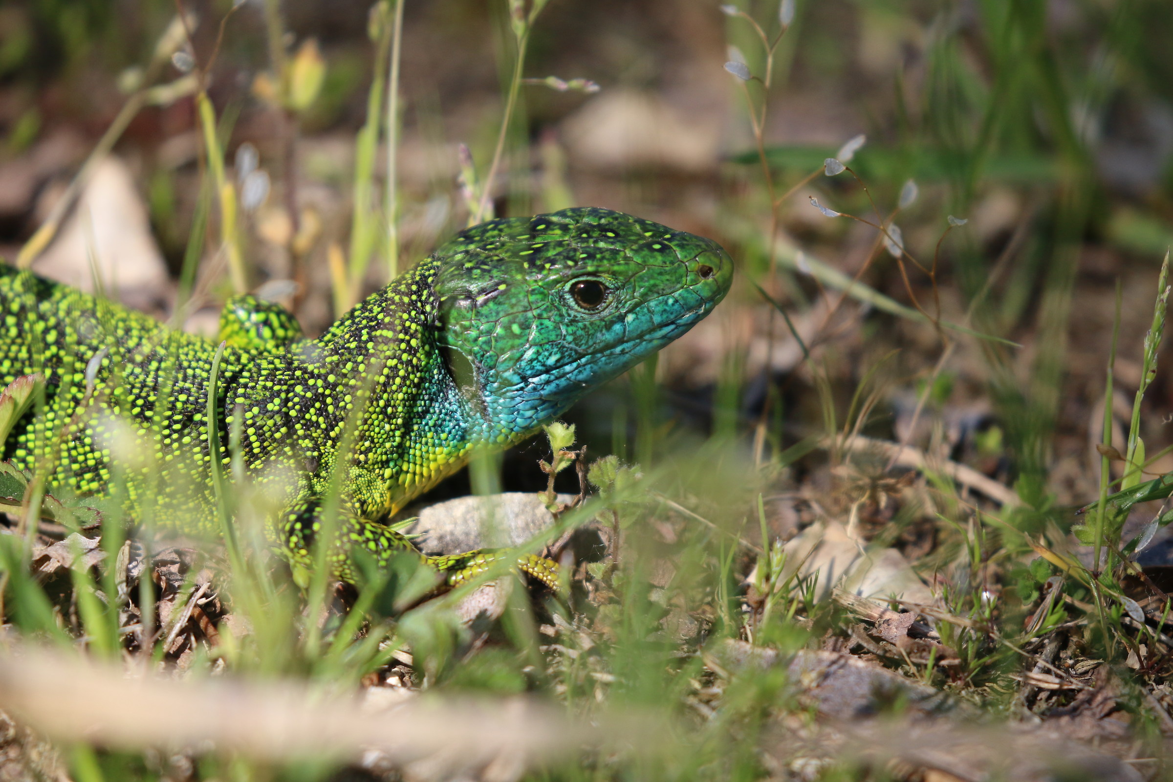Ramarro con veste nunziale