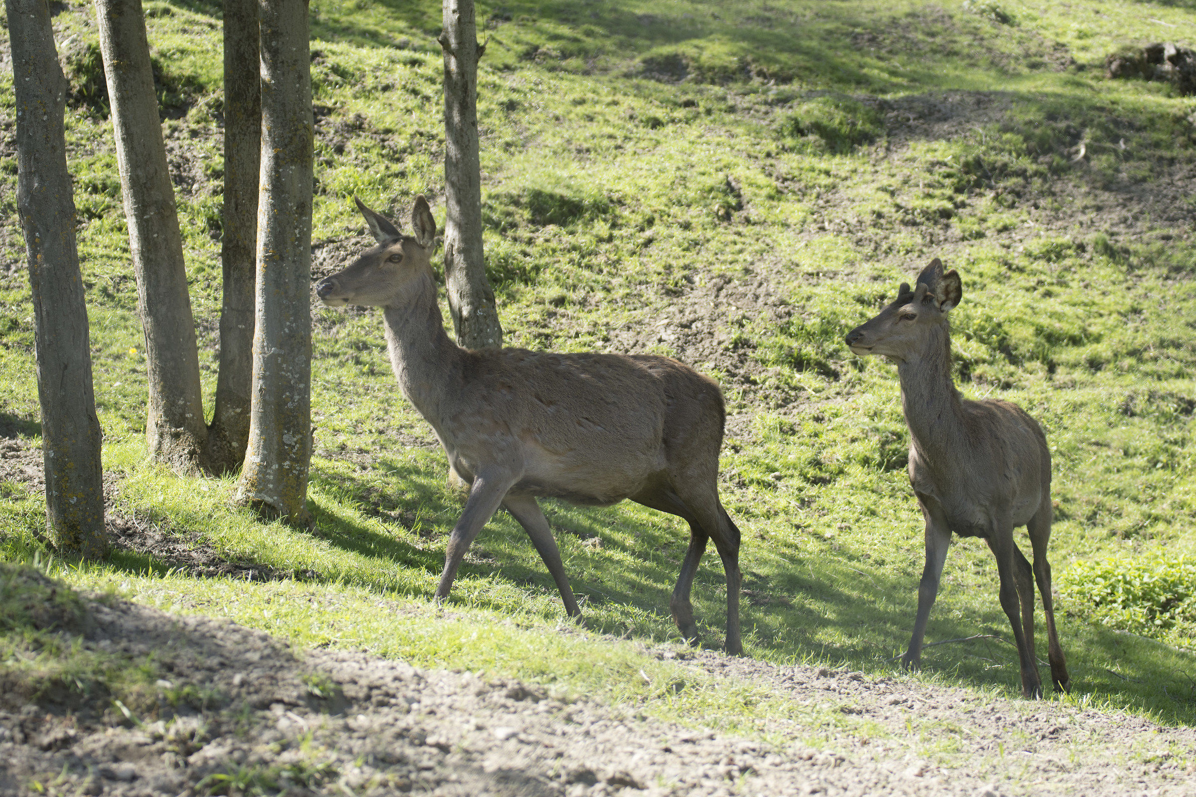 coppia madre e figlio di cervi in Valsavarenche