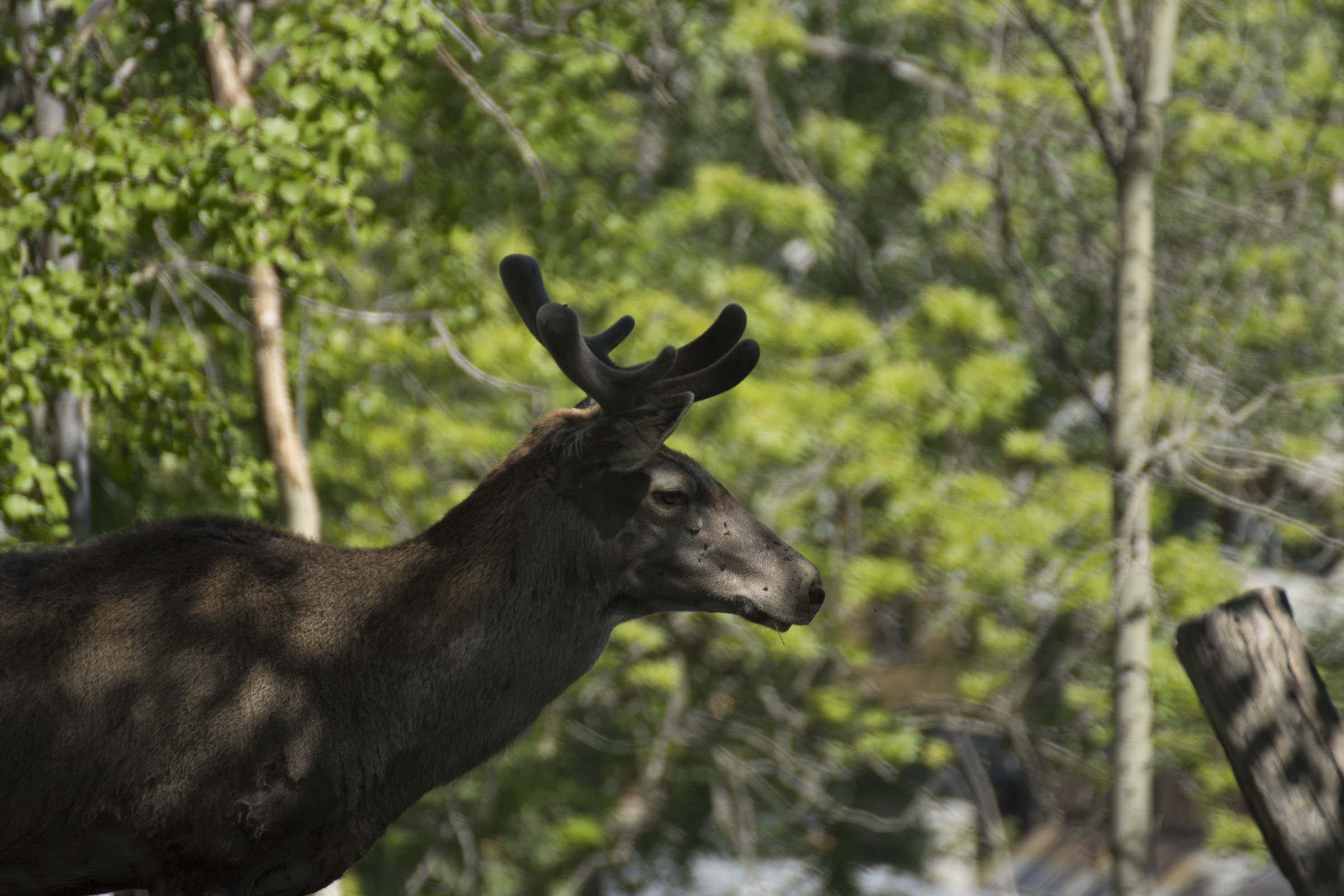 Cervo maschio con nuovi palchi