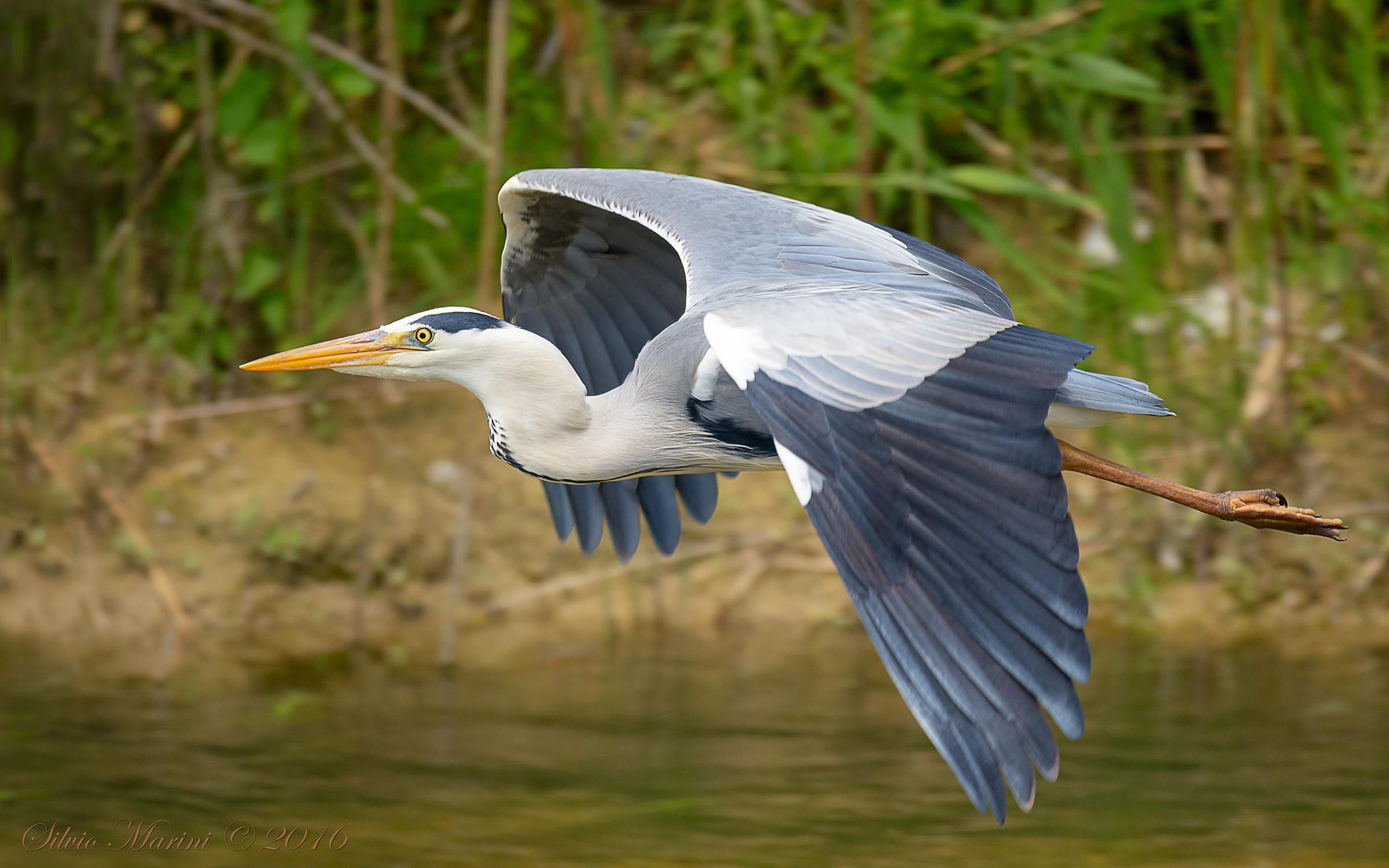 Airone cenerini (Ardea cinirea)