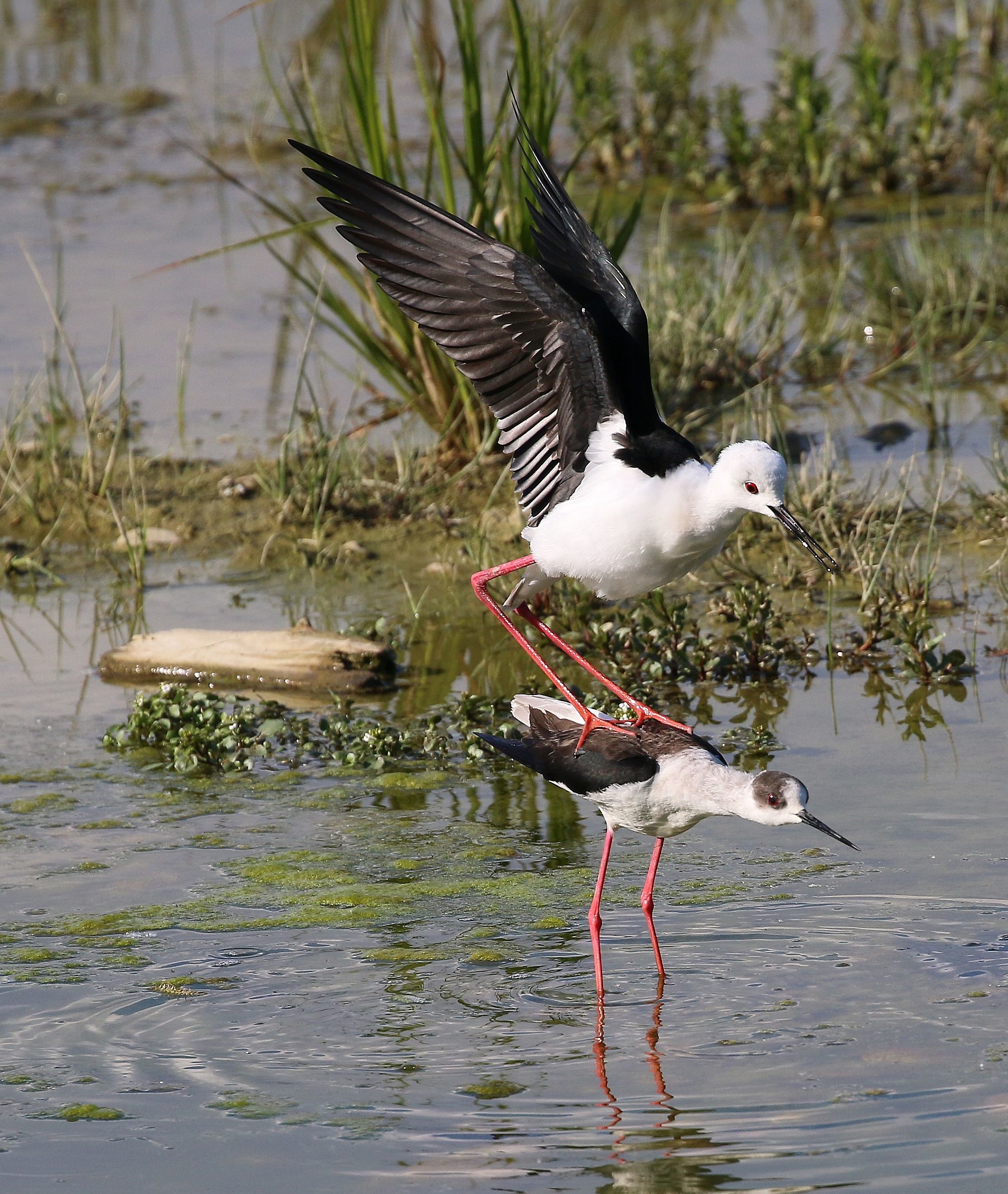 Accoppiamento di Cavalieri d'Italia