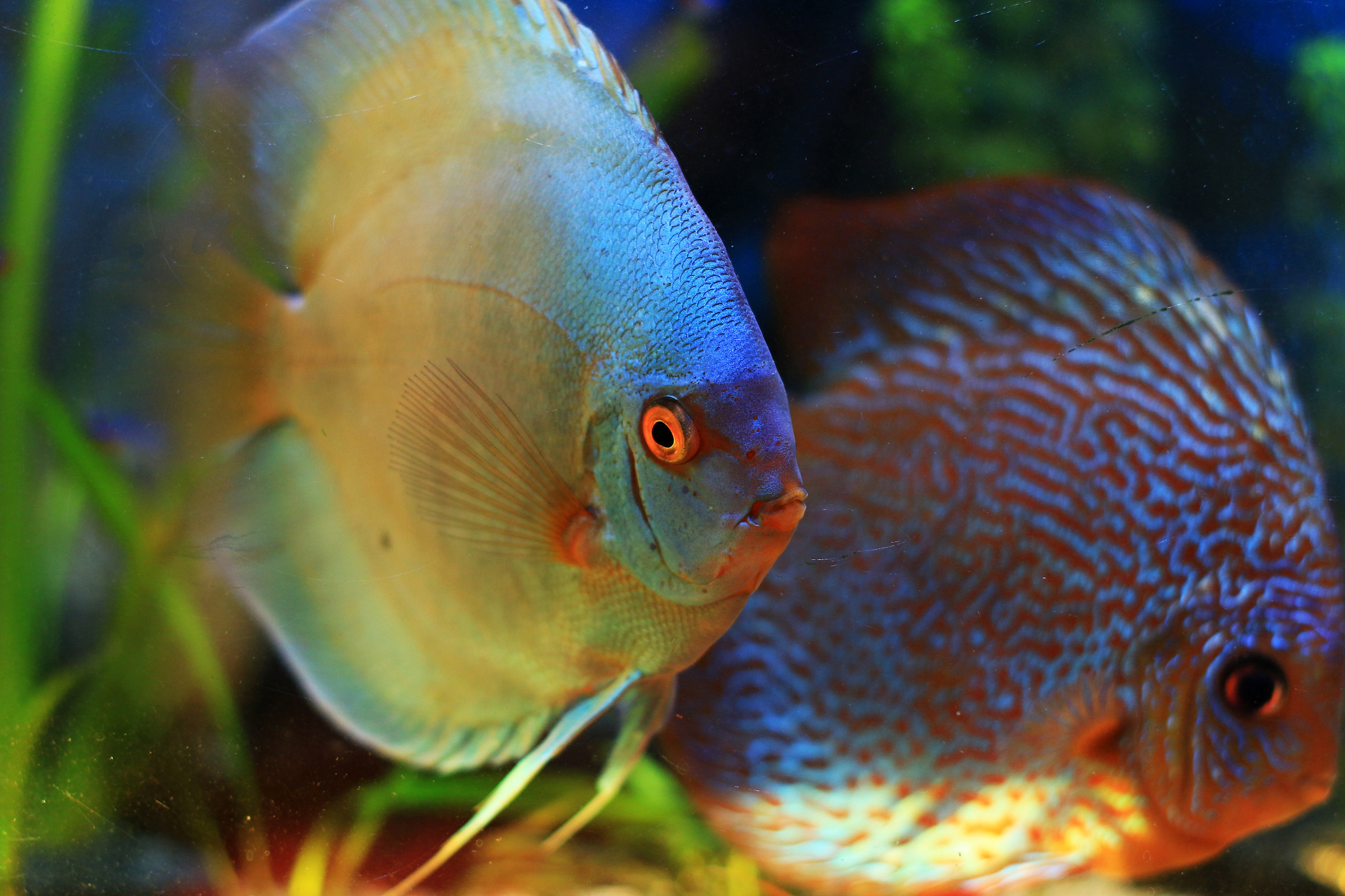 discus