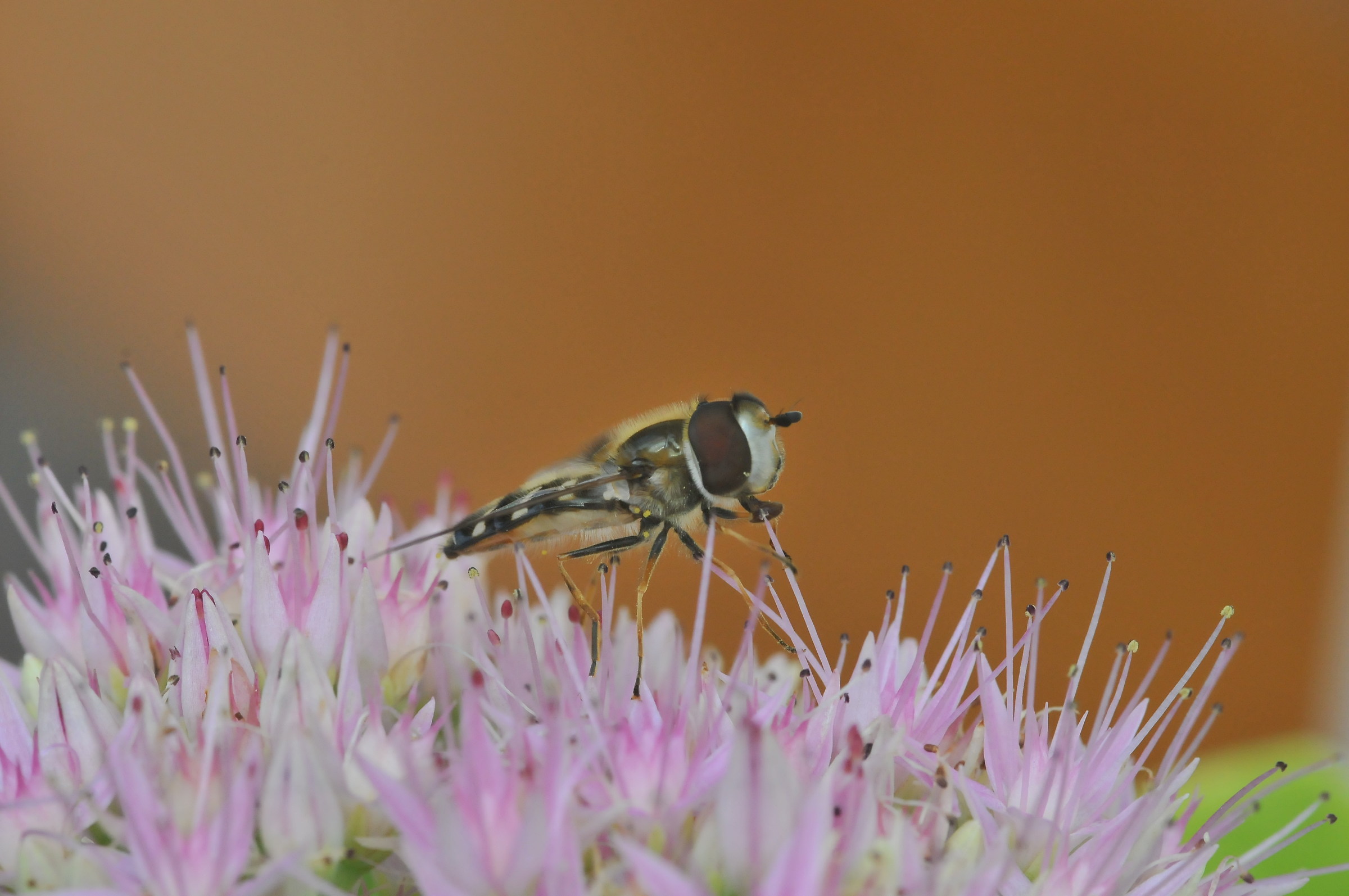 What bono'm nectar ....