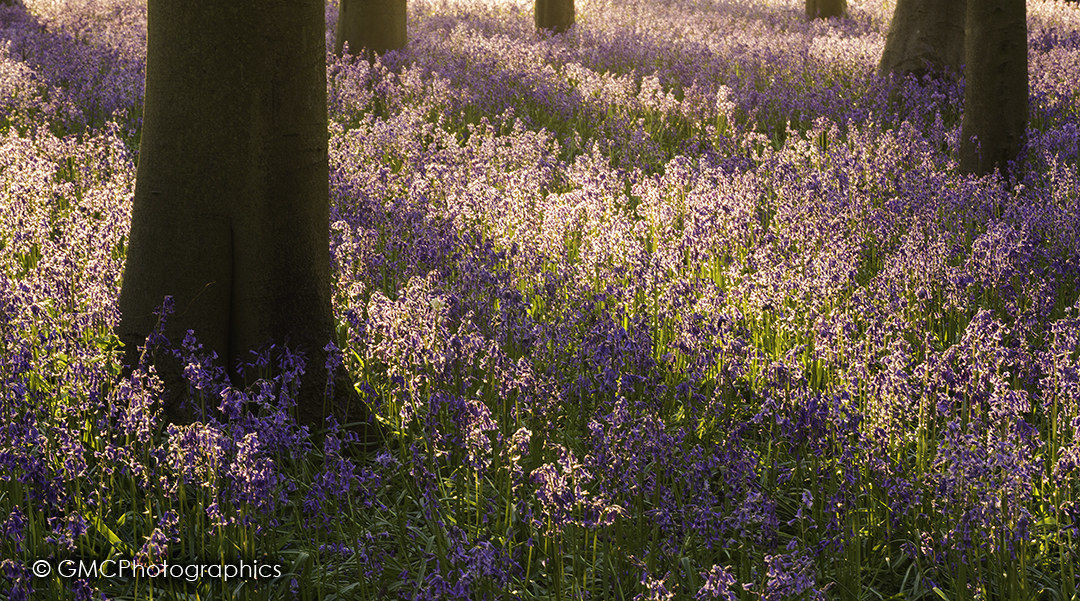 Morning sun over Bluebells
