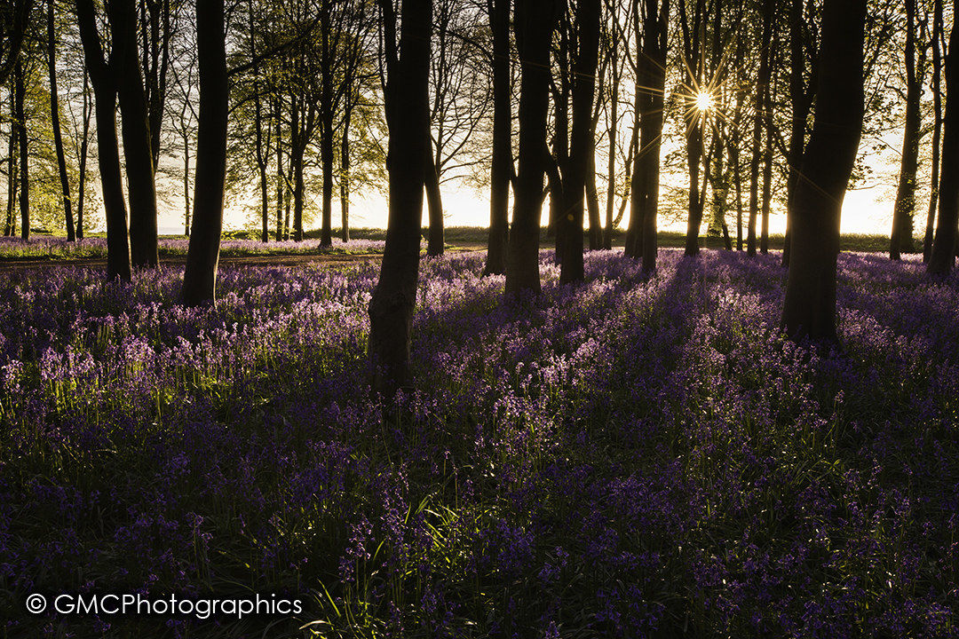 Sun Rise over Bluebell wood