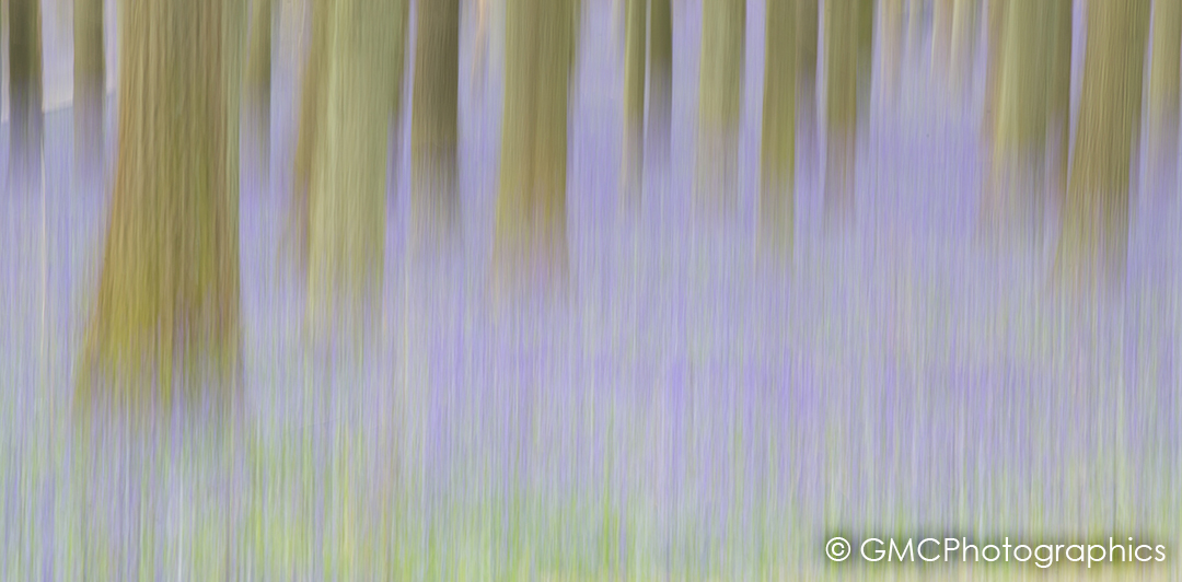 Bluebell Impressions