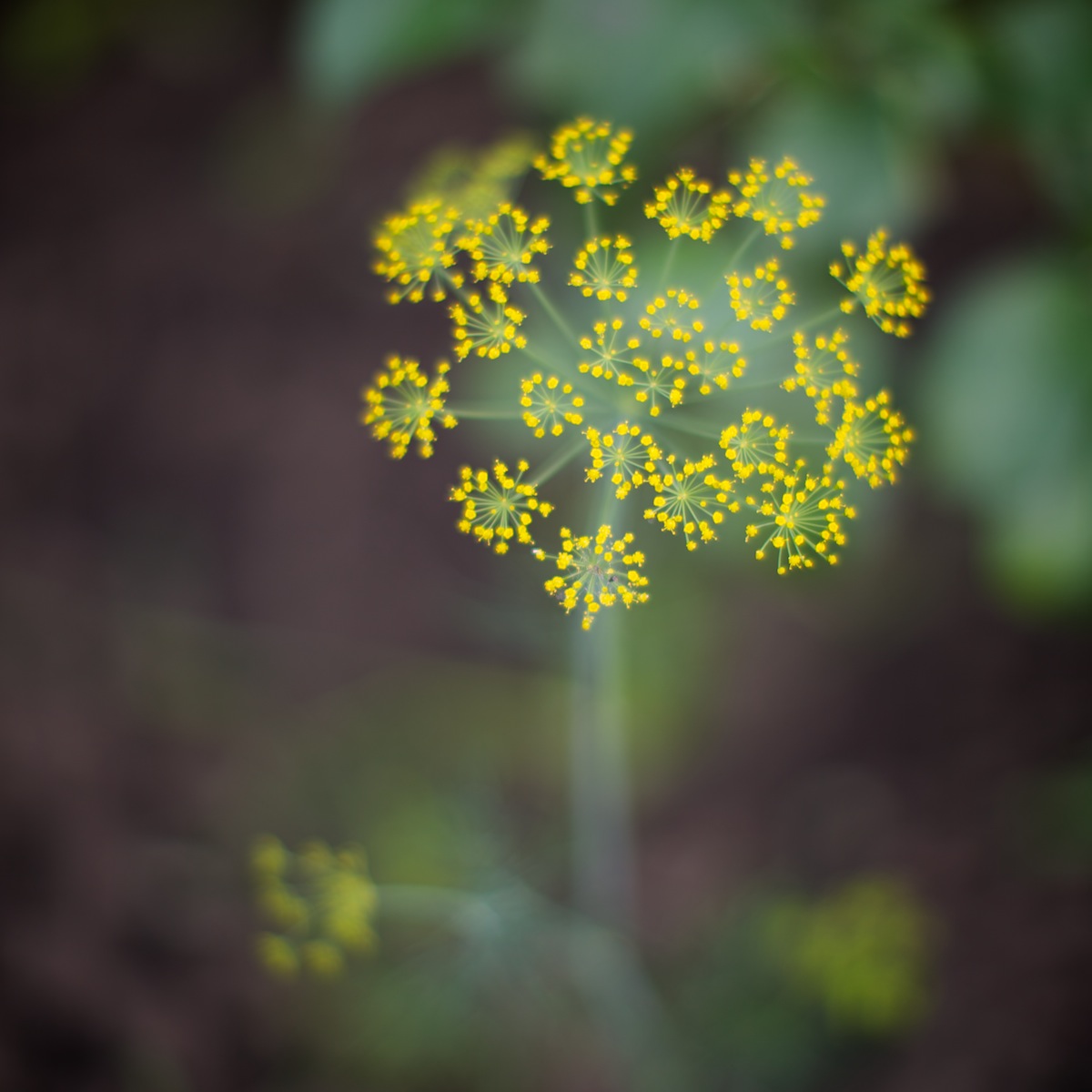 Fuochi d'artificio #2