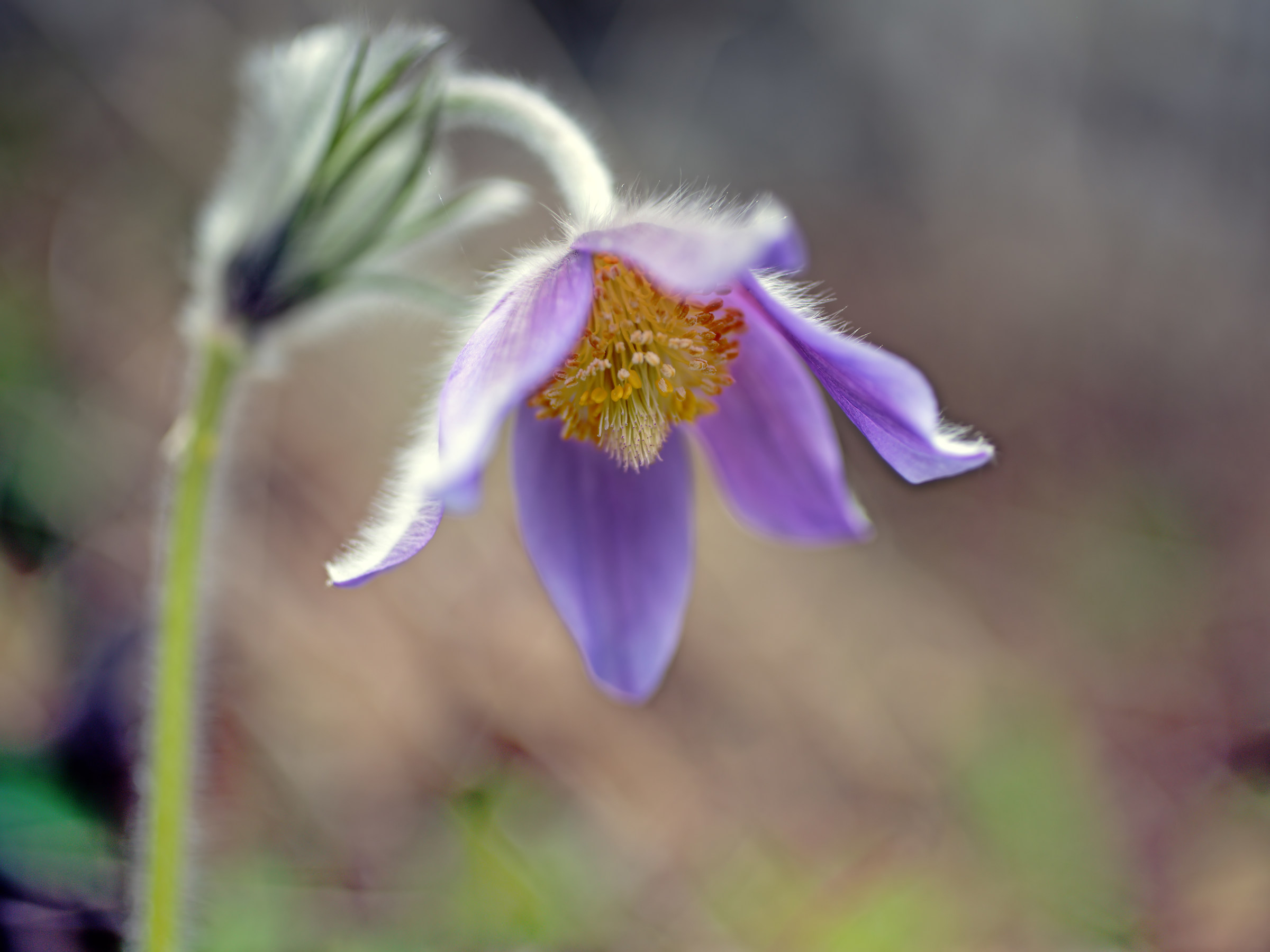 Pulsatilla
