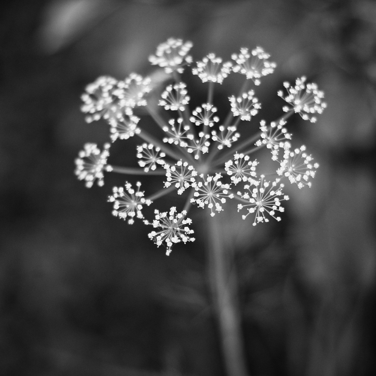 Fuochi d'artificio #3