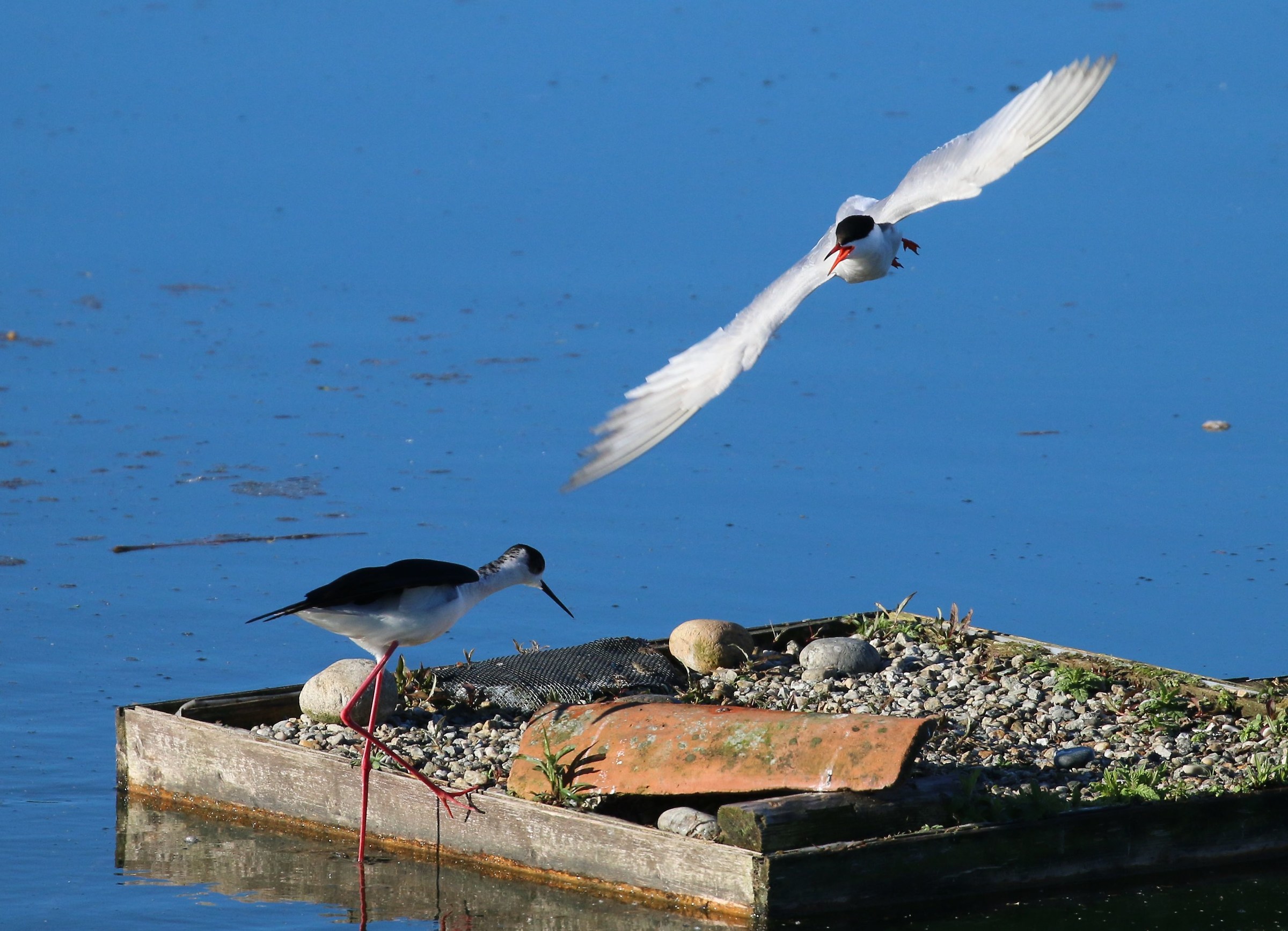Non c'è posto per due