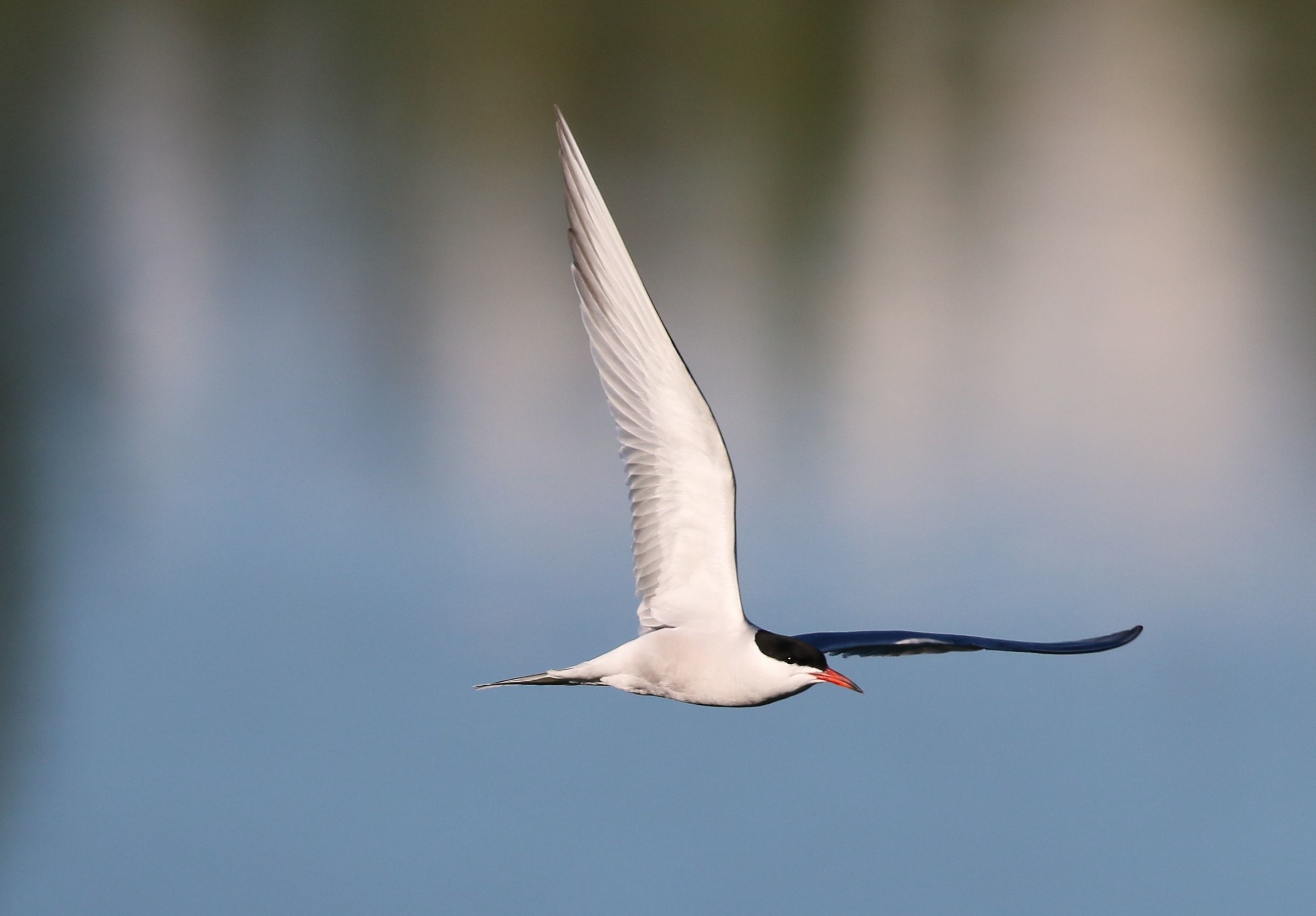 Volo limpido, essenziale!