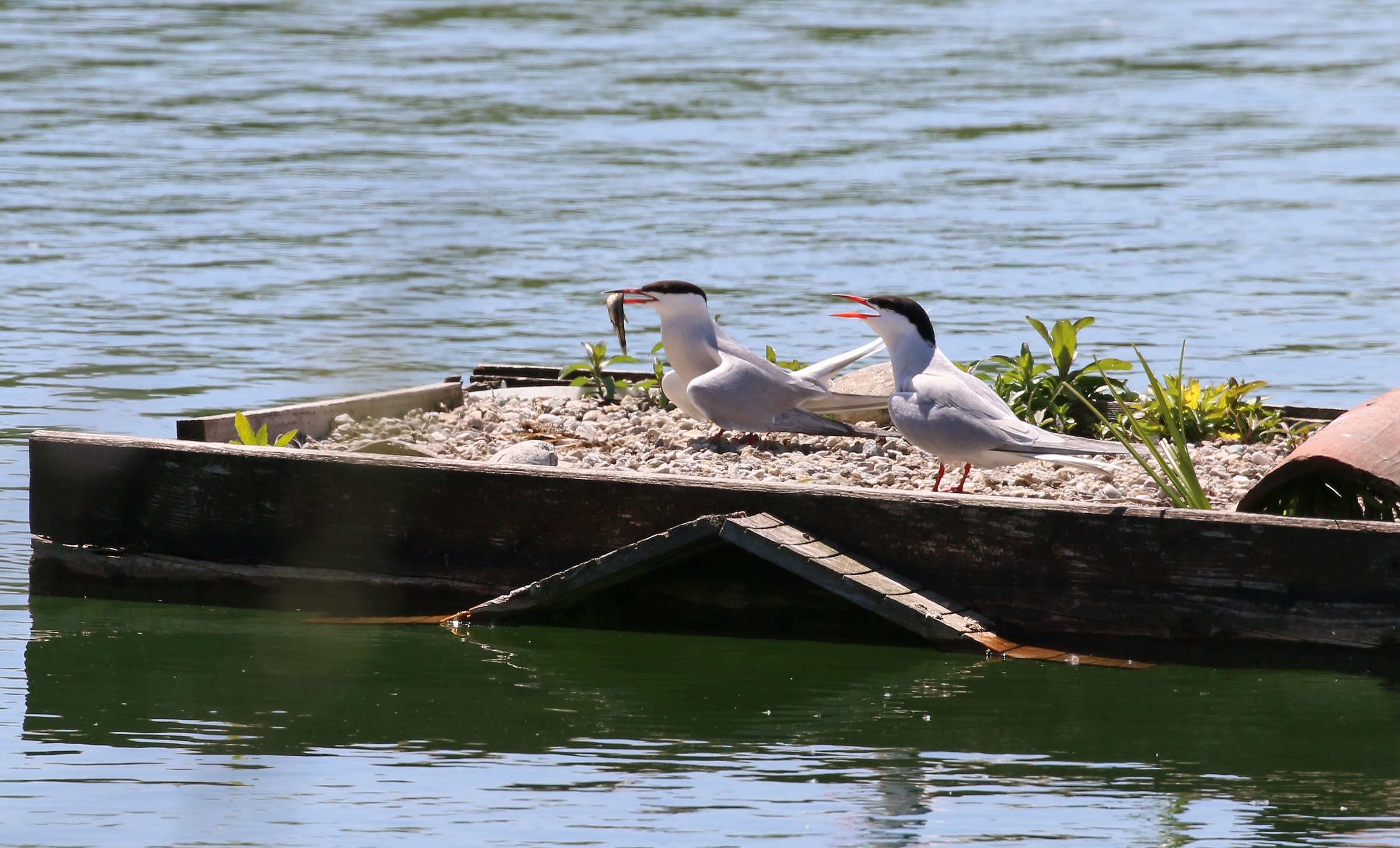 Me lo fai assaggiare?