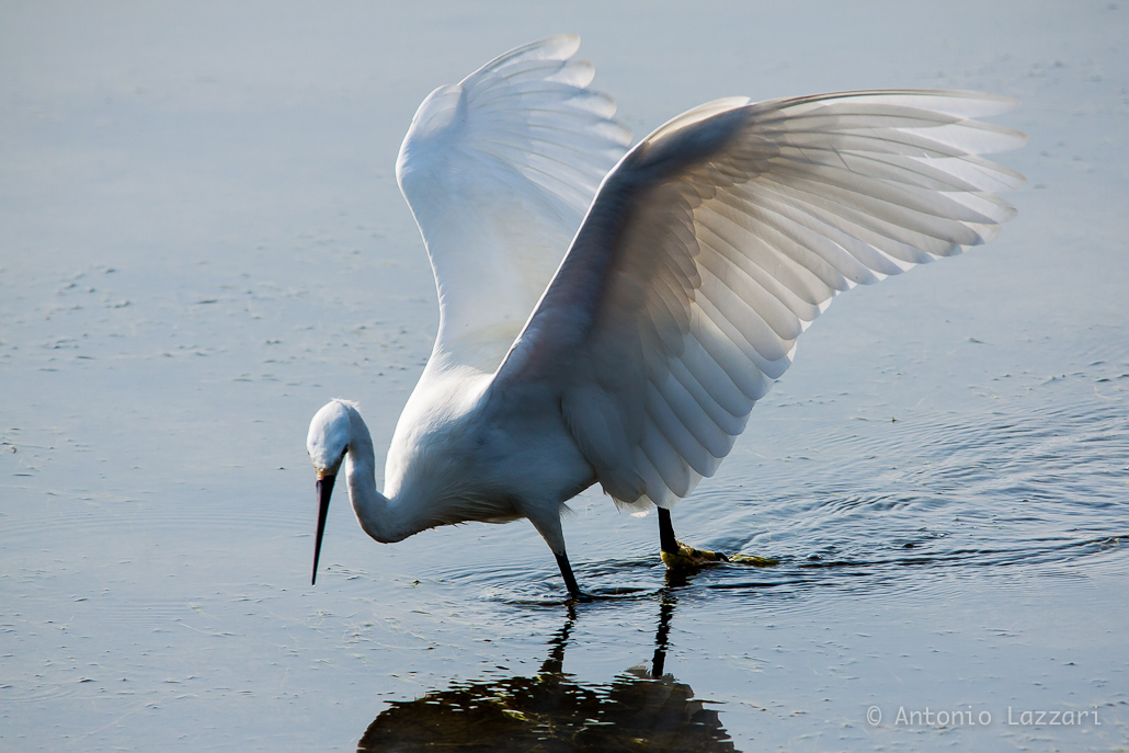 Egret fishing