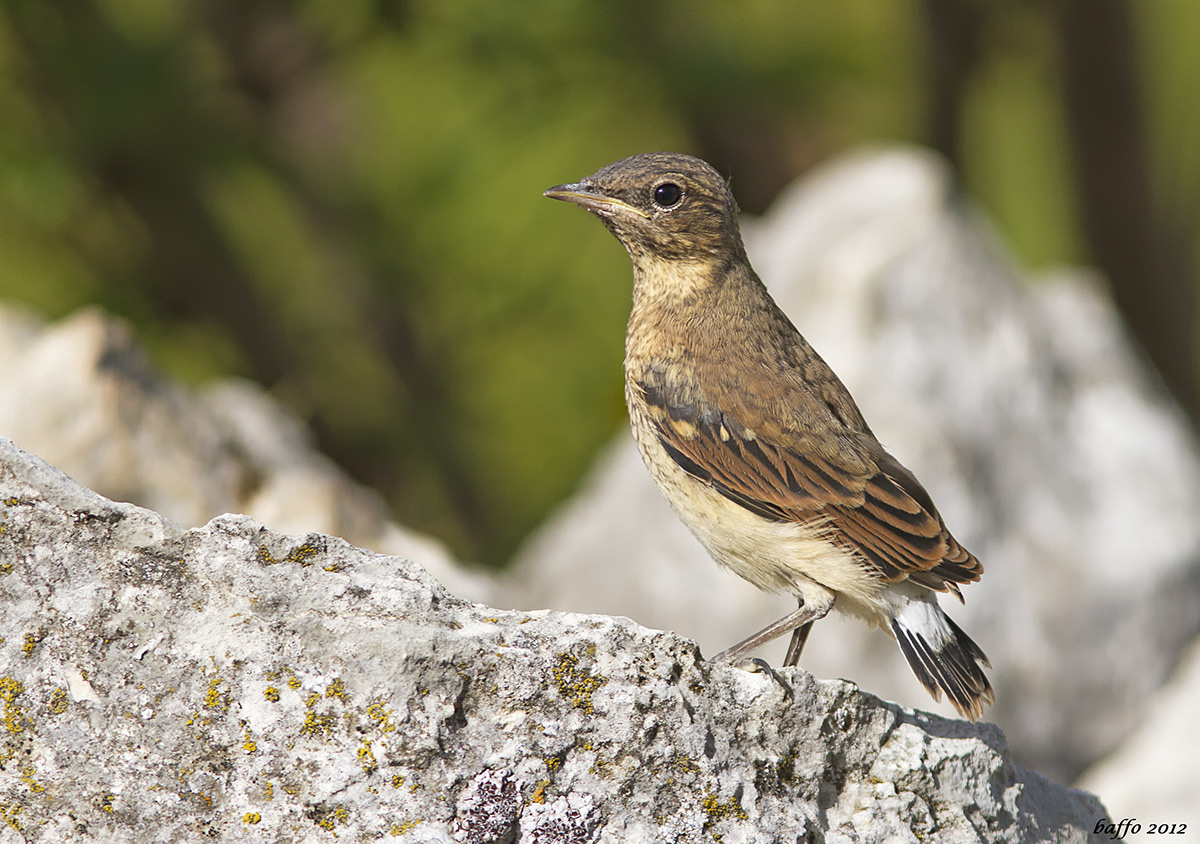 Pullo of wheatear