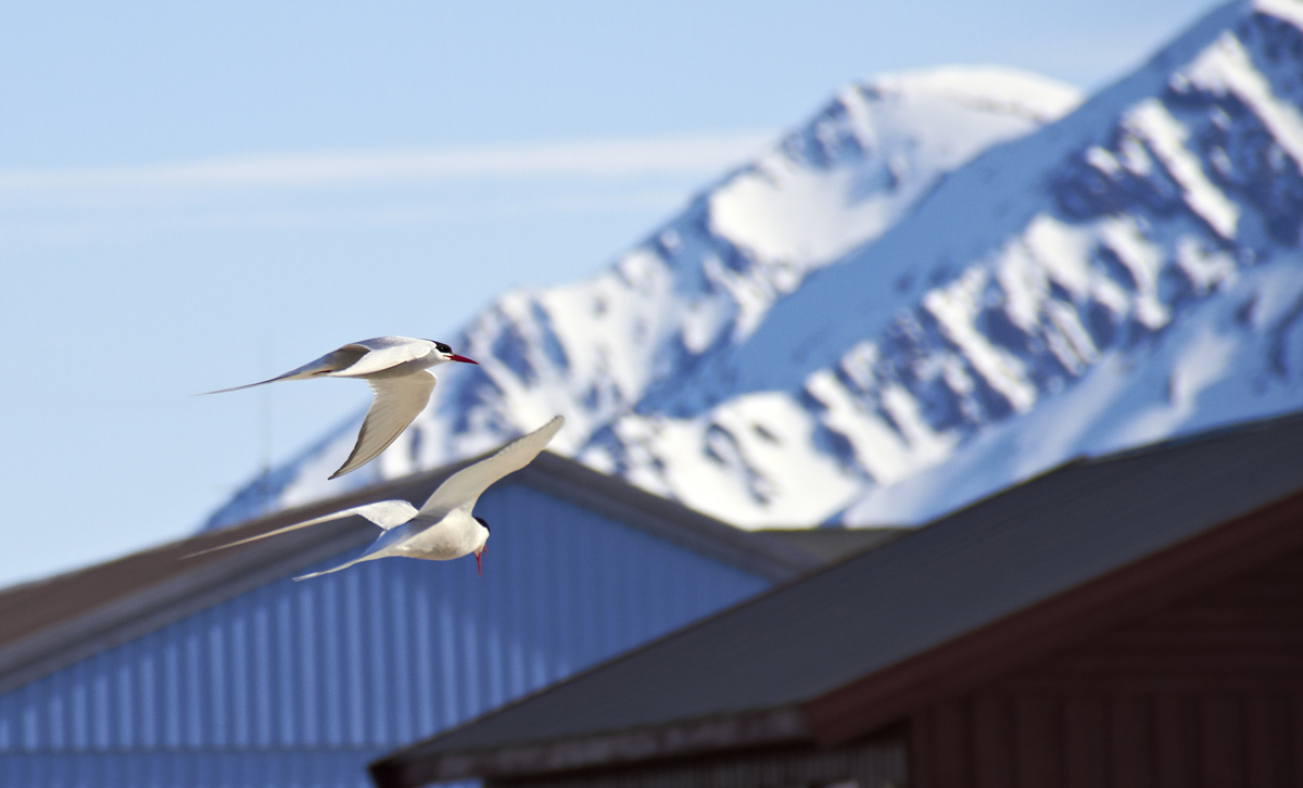 Rondini Artiche in volo