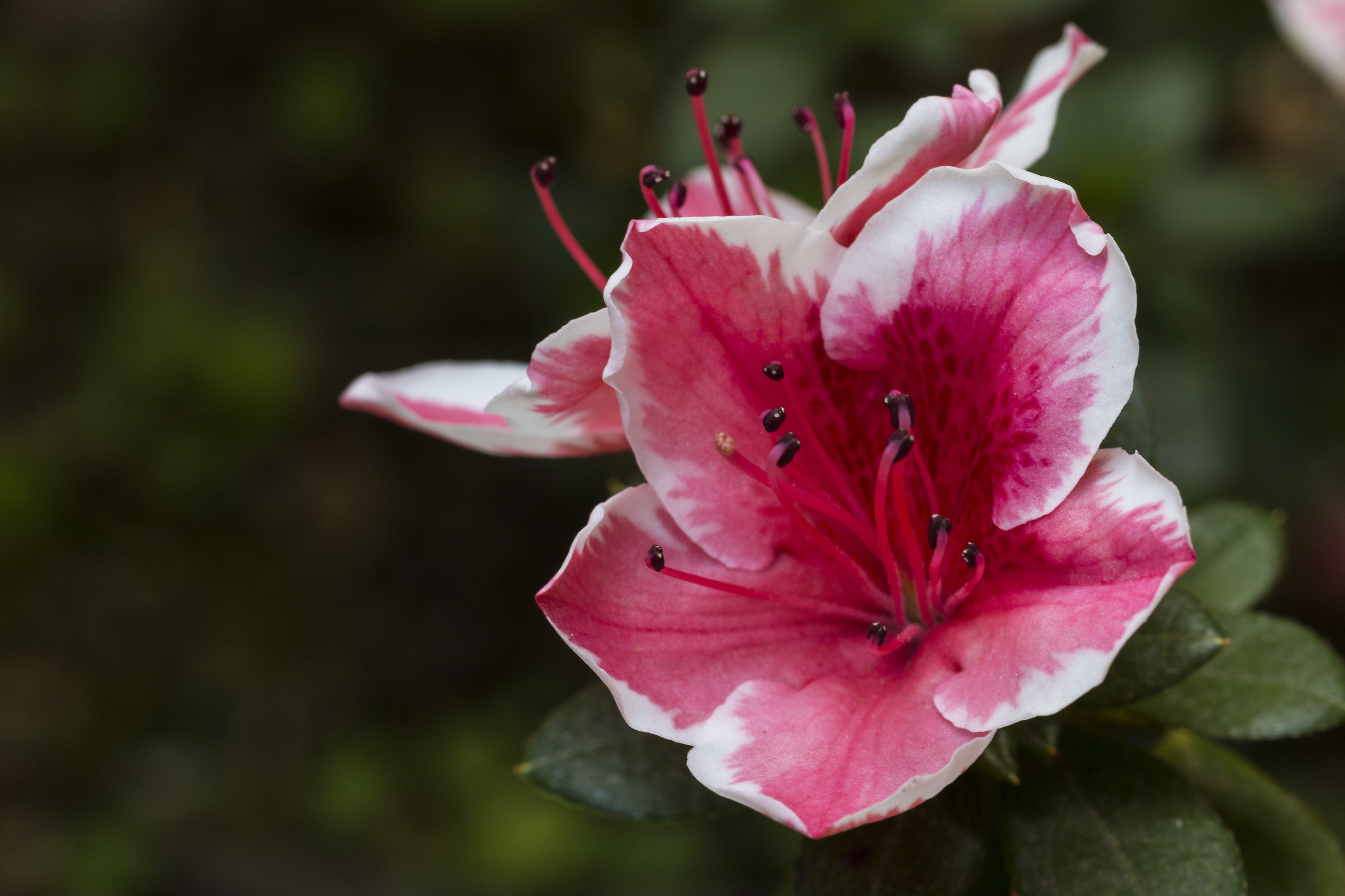 Azalea flower